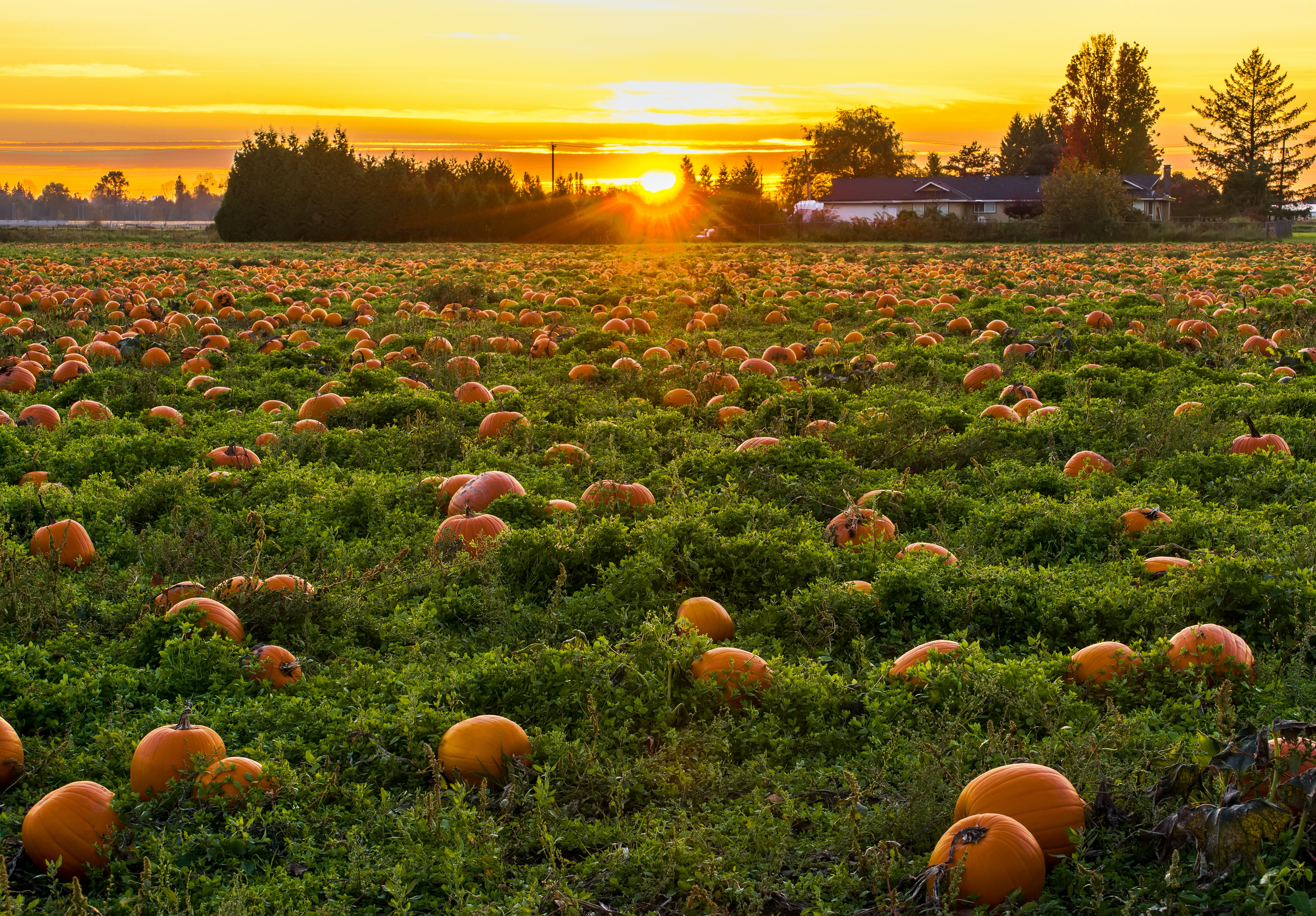 pumpkin harvest wallpaper