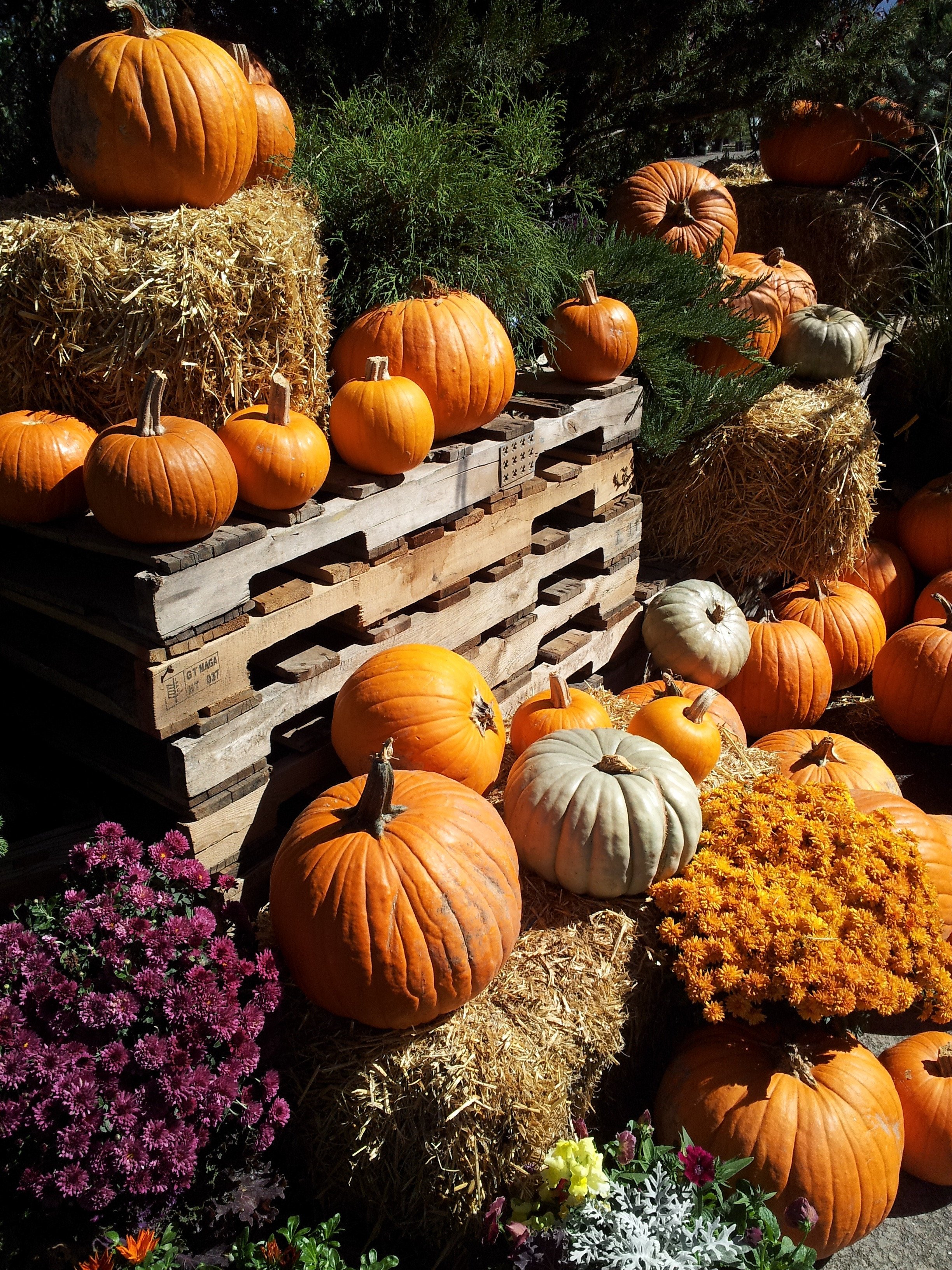 Fall harvest orange pumpkin Photo from PikWizard