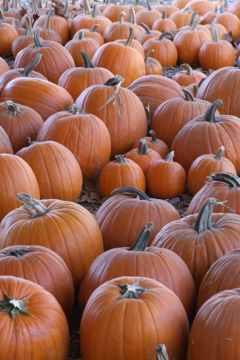 Free of Pumpkin Harvest. Download Free Image and Free Illustrations