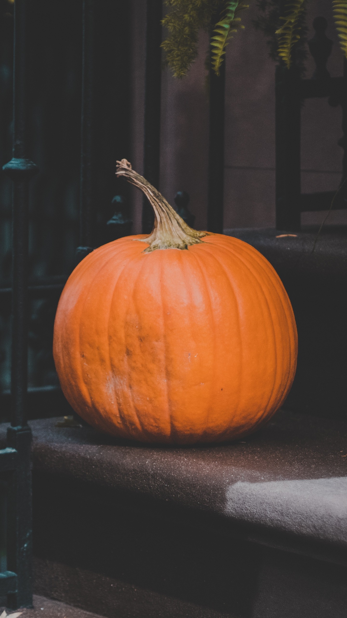 Pumpkin Autumn Harvest Wallpaper - [1440x2560]