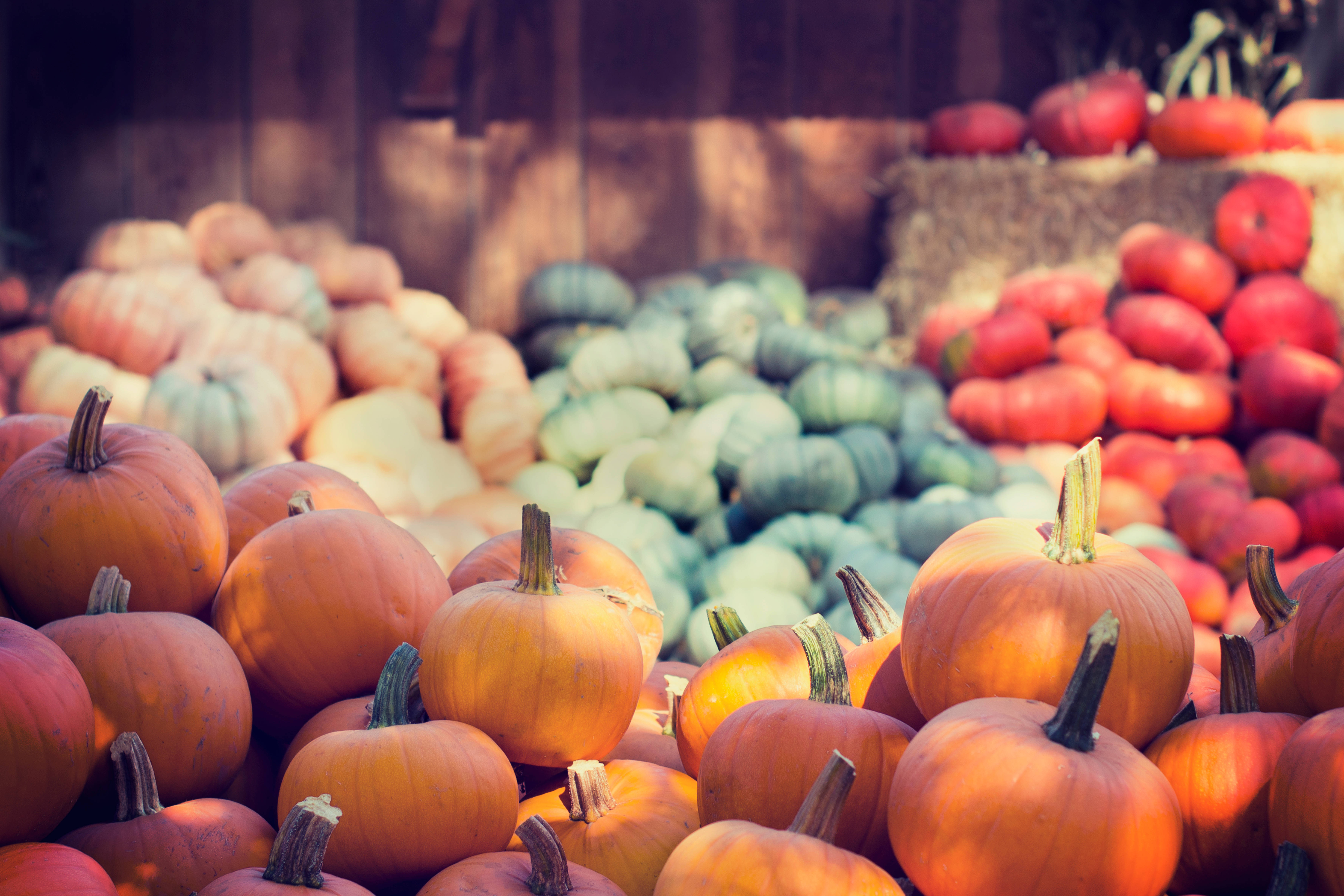 Download Colorful October Harvest Pumpkins Wallpaper