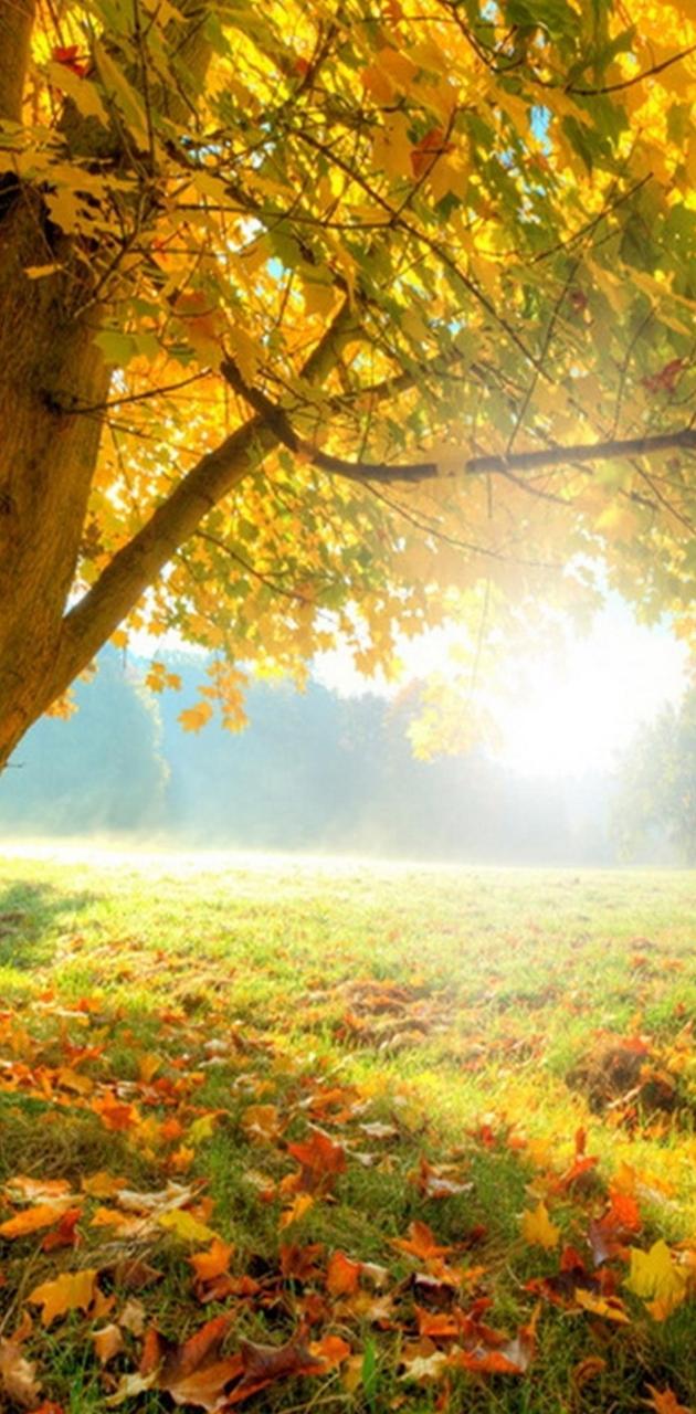 Autumn Equinox Wallpaper