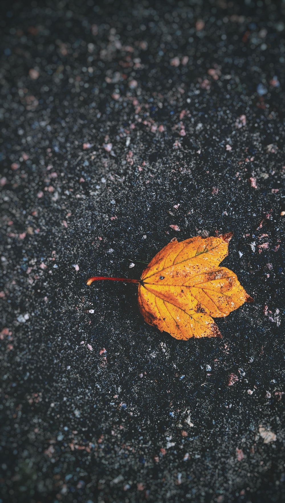 Autumnal Equinox. best free autumnal, autumn, fall and plant photo