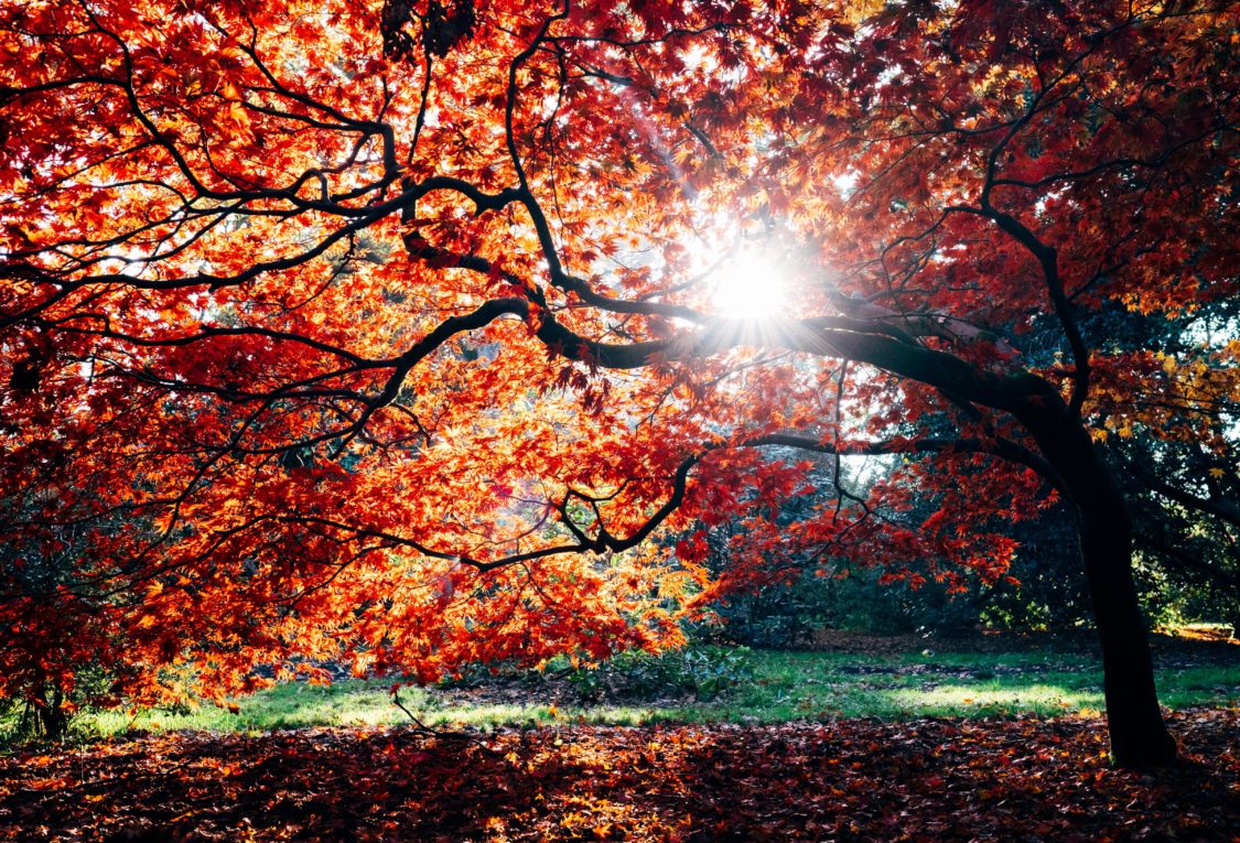 autumn equinox: how to harness the change of seasons