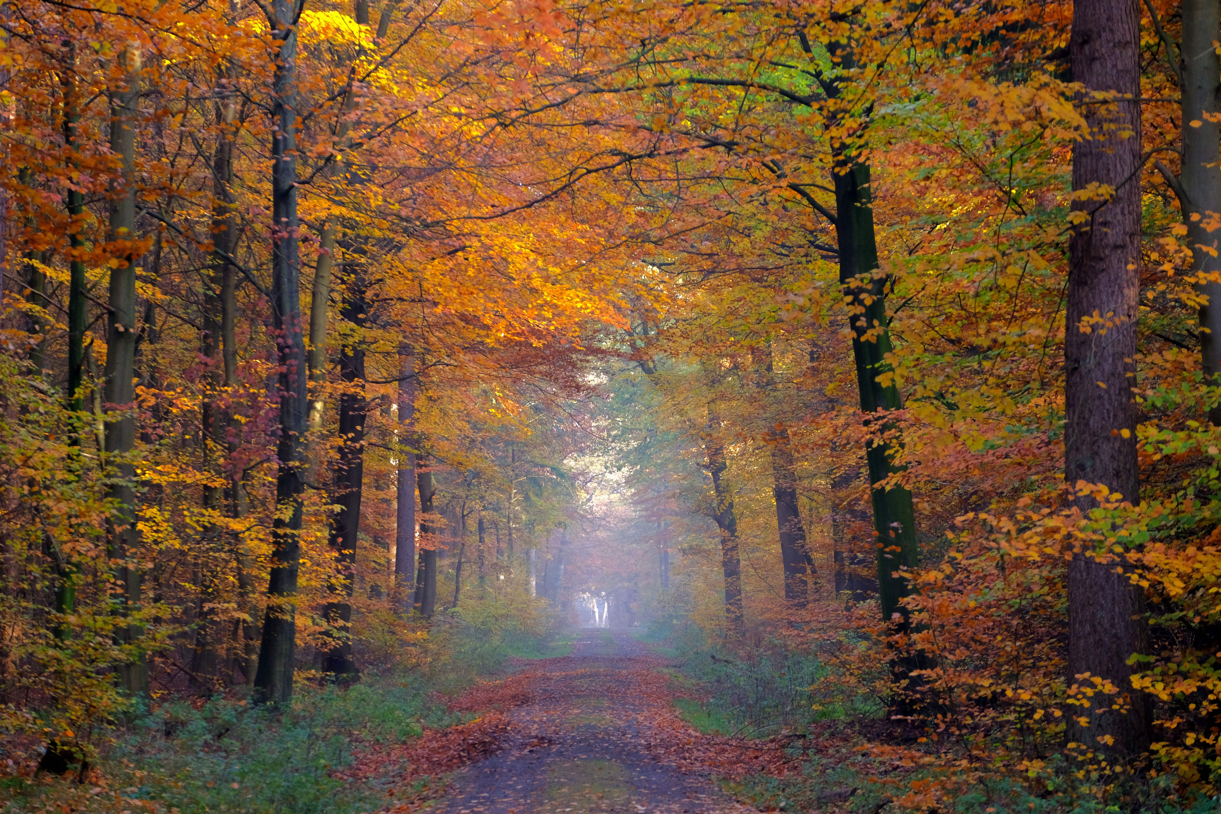 Fall Image, Quotes in Honor of the First Day of Autumn