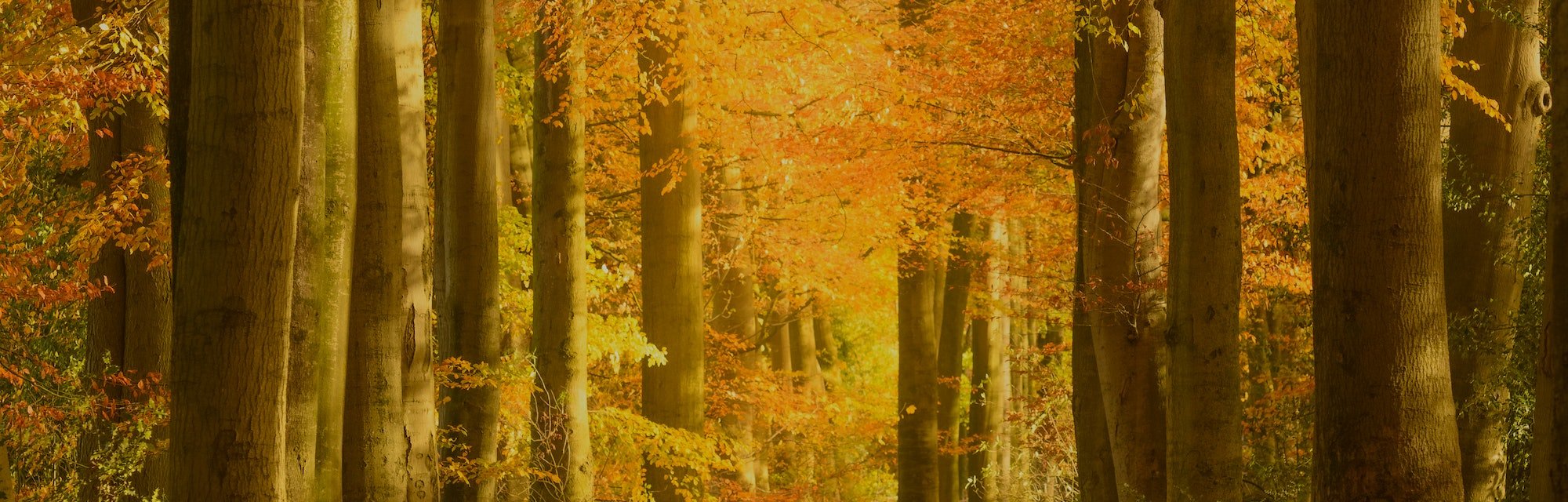 Autumn Equinox Wallpapers Wallpaper Cave