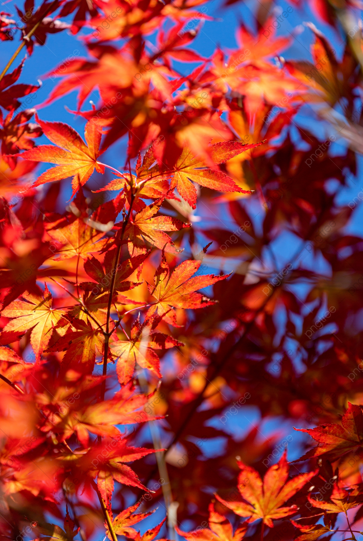 Maple Leaf Autumn Autumnal Equinox Background, Fall, Leaves, Red Leaves Background Image for Free Download