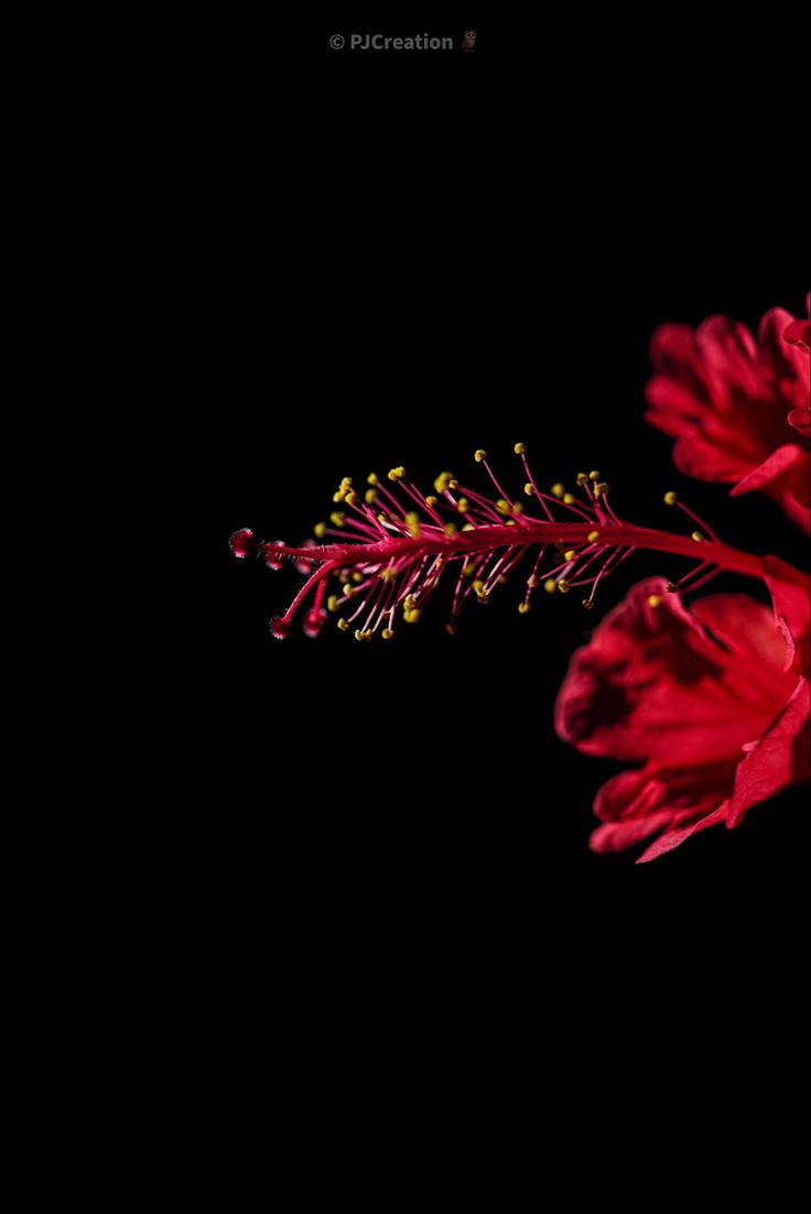 Download Vibrant Red Dark Floral Wallpaper