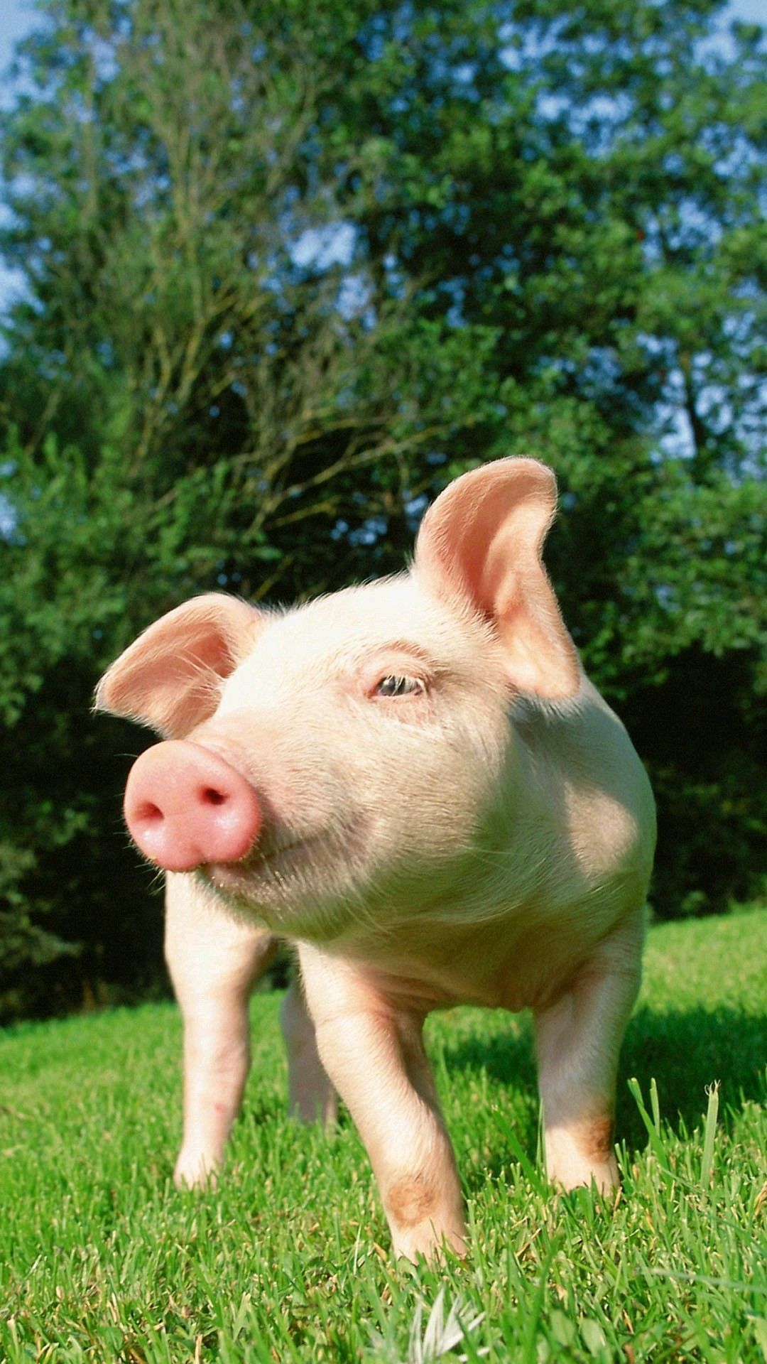 Baby Pig Wallpaper