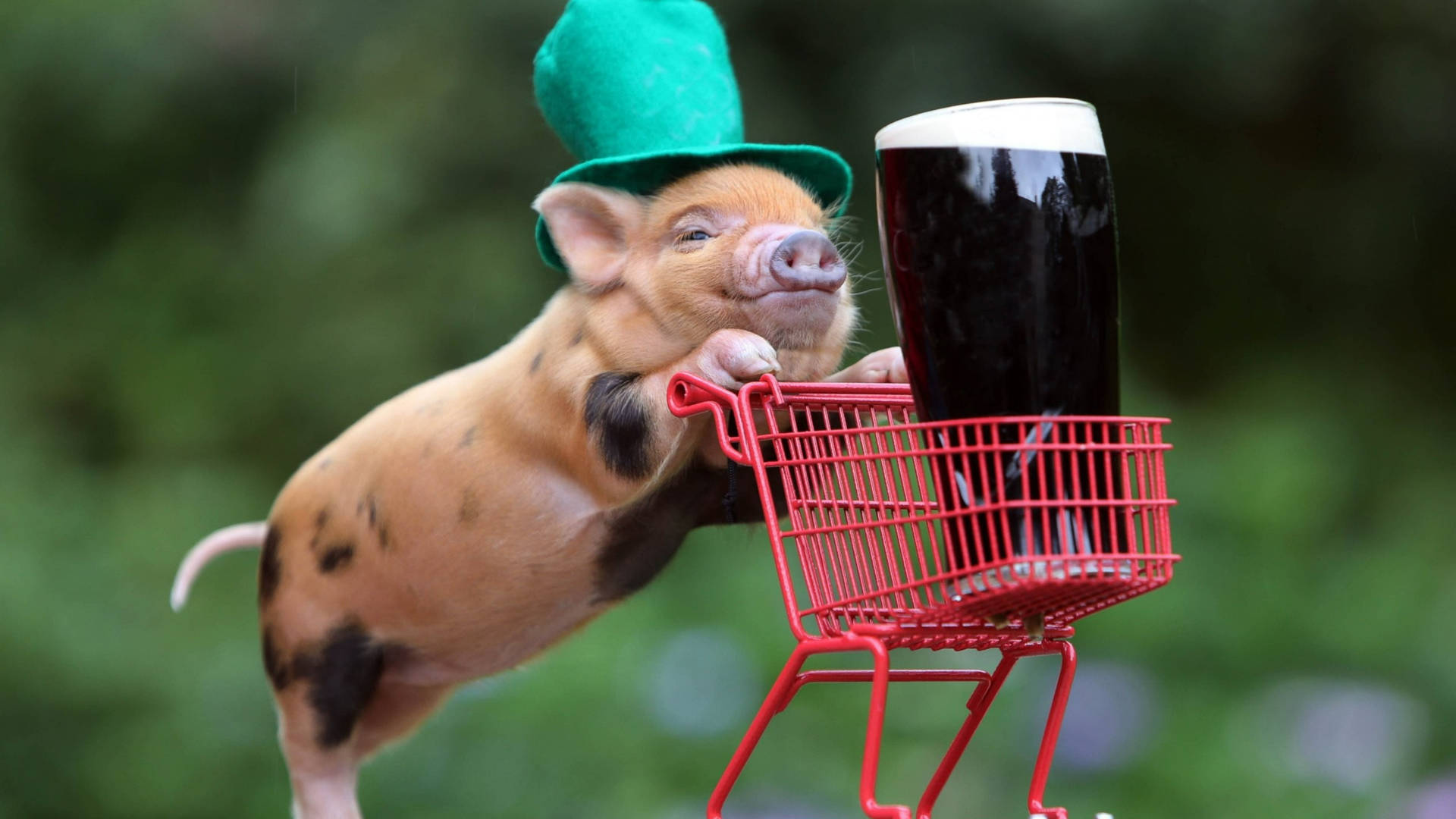 Download Pig At Saint Patrick's Day Wallpaper