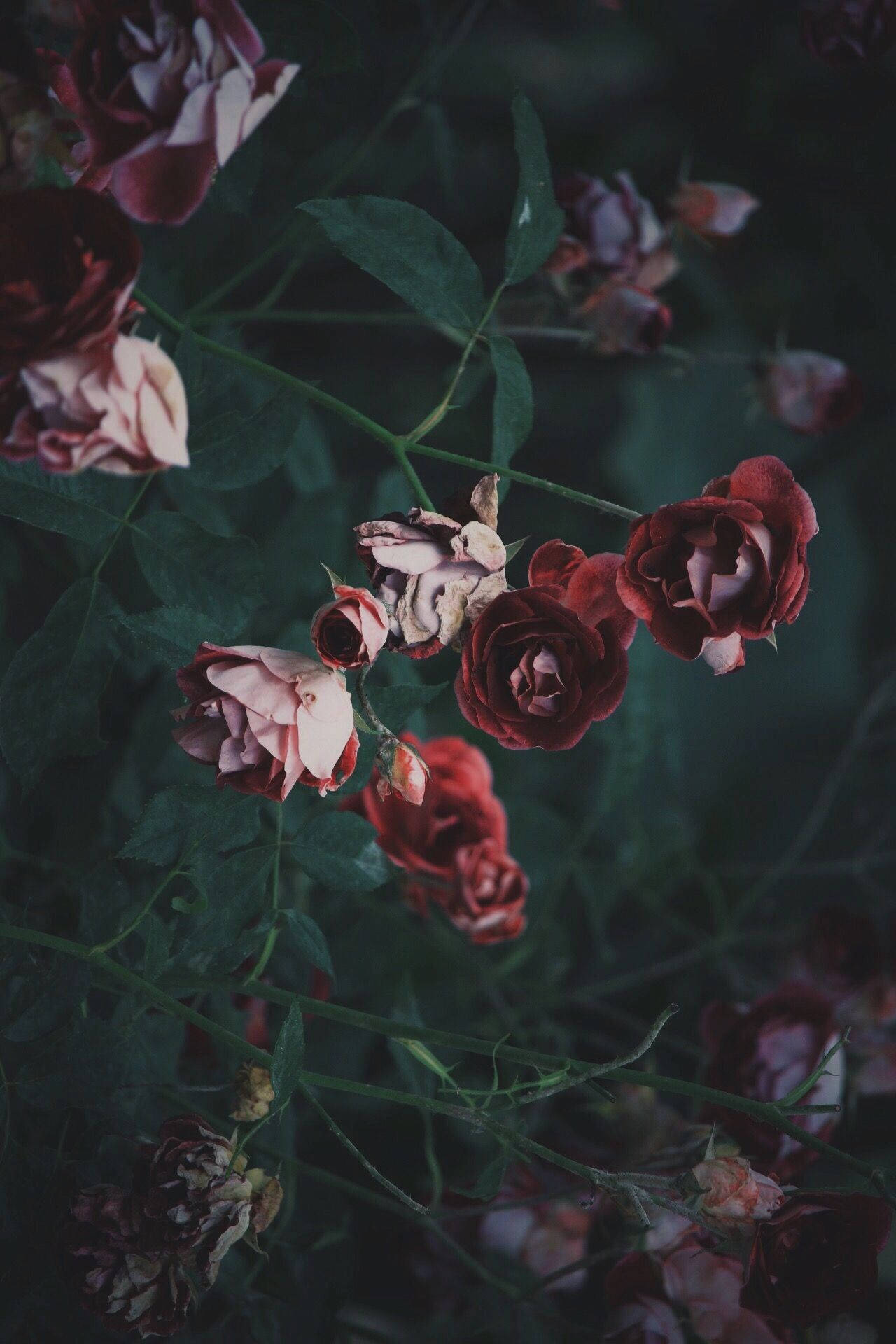 Download Wild Roses Vsco Cover Wallpaper