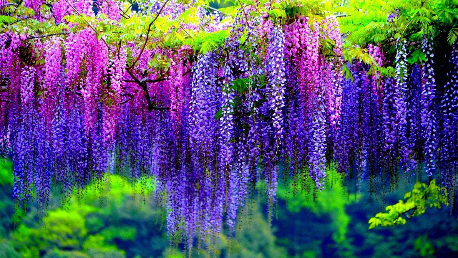 Earth Wisteria Earth Blossom Tree Purple Flower Pink Flower Wallpaper. Wisteria tree, Purple flowers garden, Wisteria