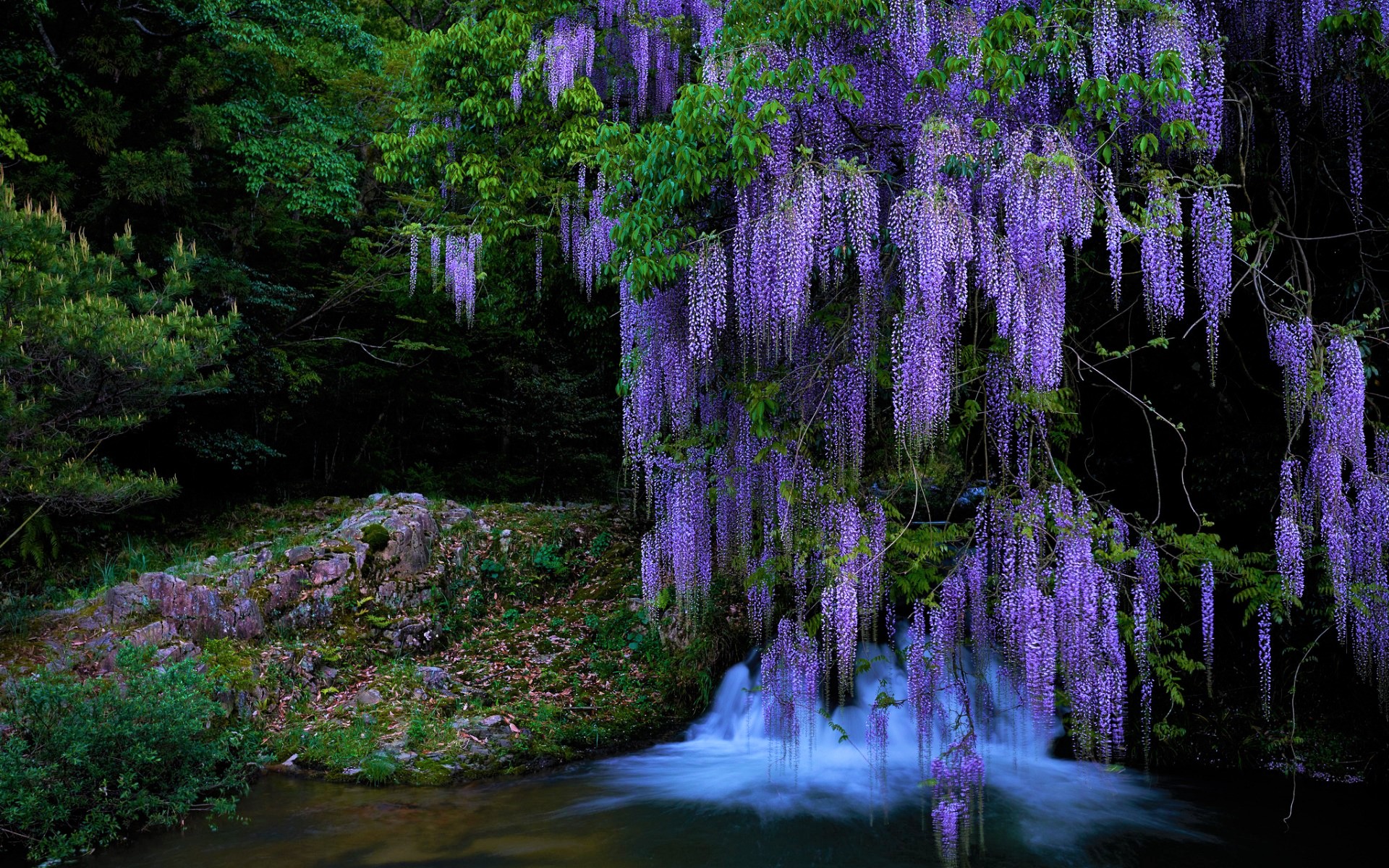 Wisteria Trees Wallpapers - Wallpaper Cave