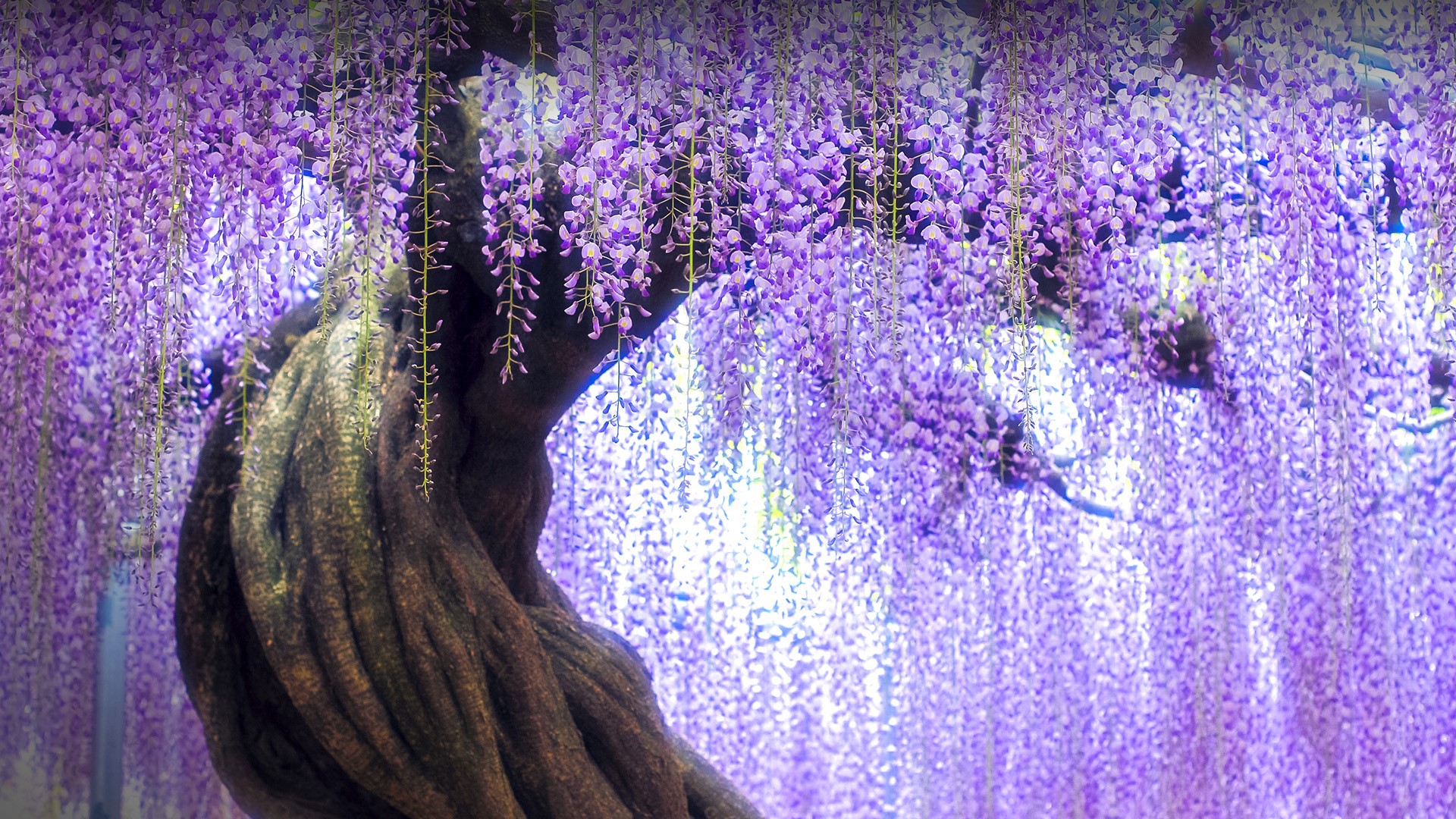 Twisted wisteria tree in Ashikaga Flower Park, Tochigi Prefecture, Japan. Windows 10 Spotlight Image