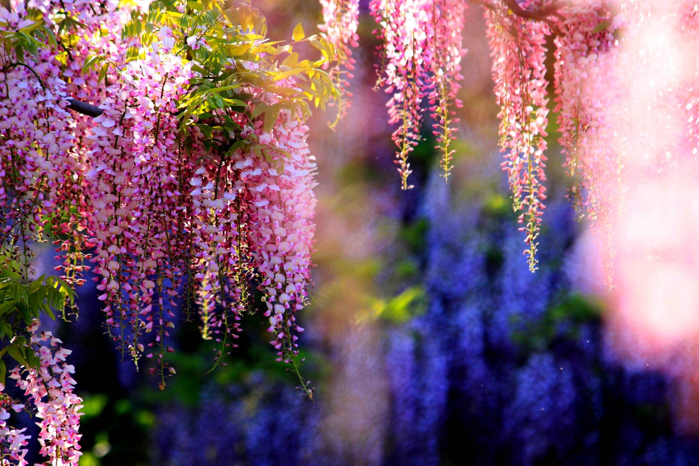 Wisteria Tree Wallpaper
