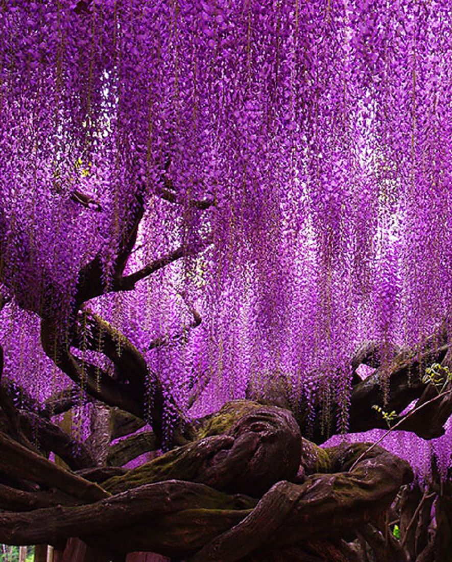 144 YEAR OLD WISTERIA IN JAPAN. Arbre Japonais, Plante D'ornement, Planter Des Fleurs