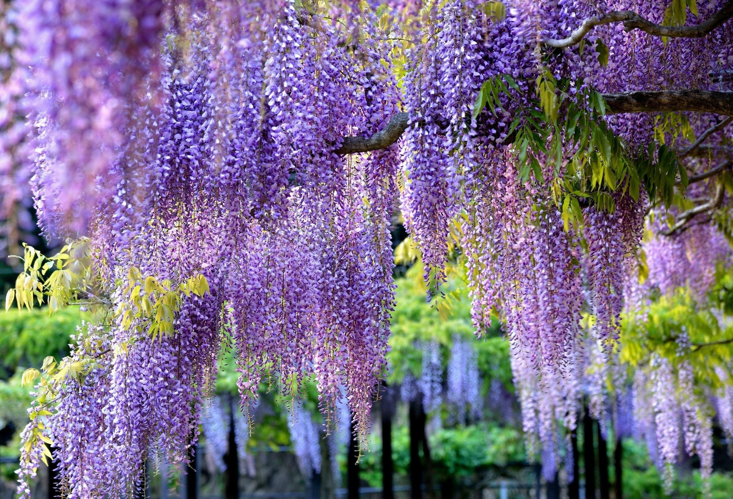 Wisteria Tree Wallpaper & Background Beautiful Best Available For Download Wisteria Tree Photo Free On Zicxa.com Image