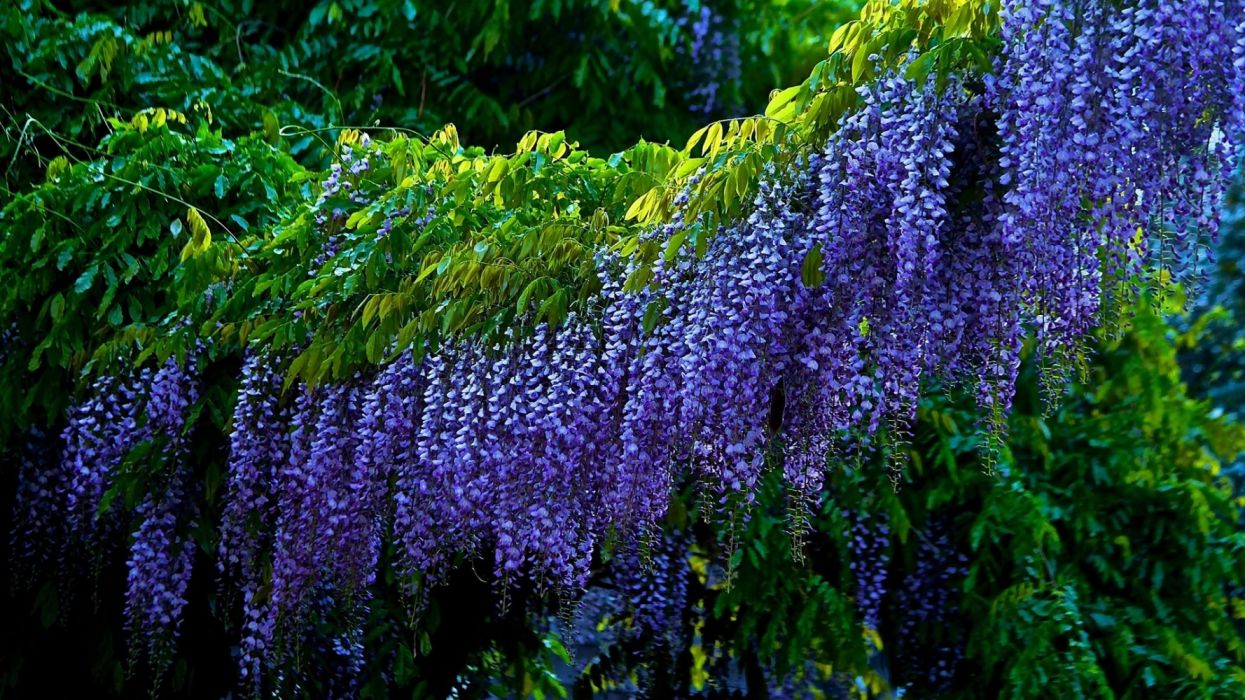 Earth Purple Flower Tree Wisteria wallpaperx1080
