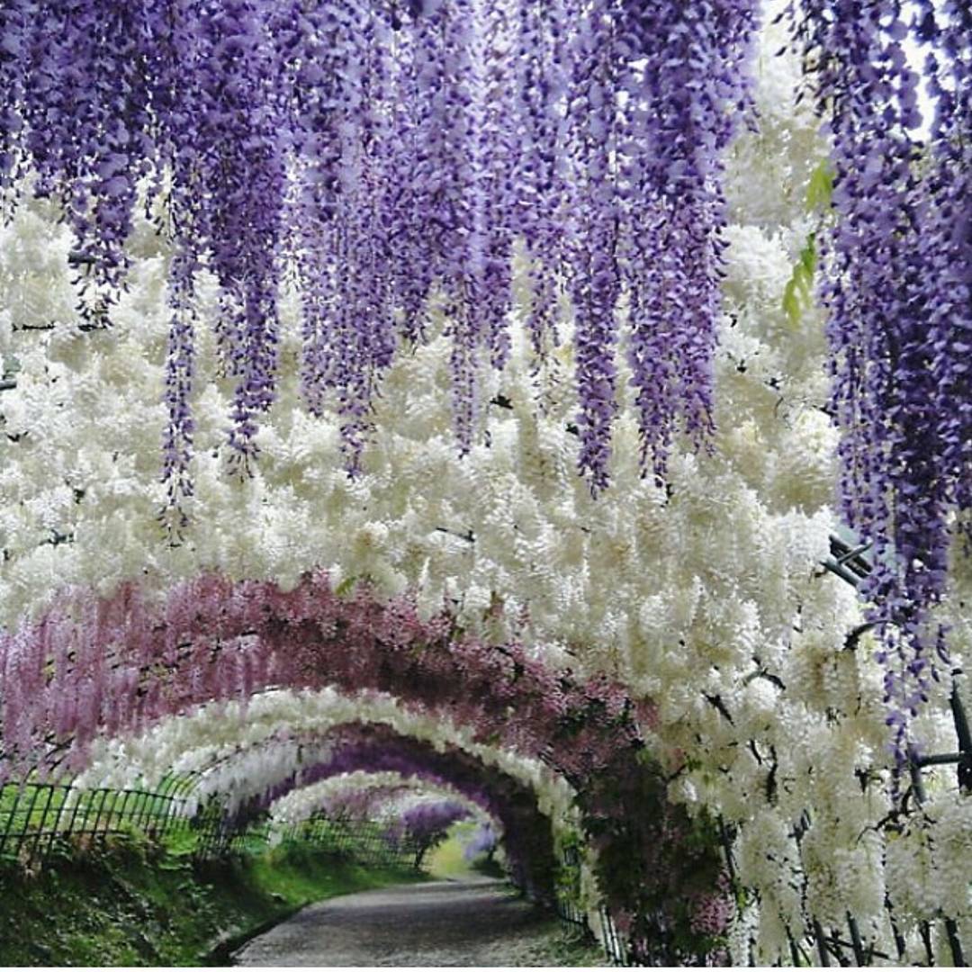 These Pics of Japan's Wisteria Tunnel Are Straight Out Of a Fairytale
