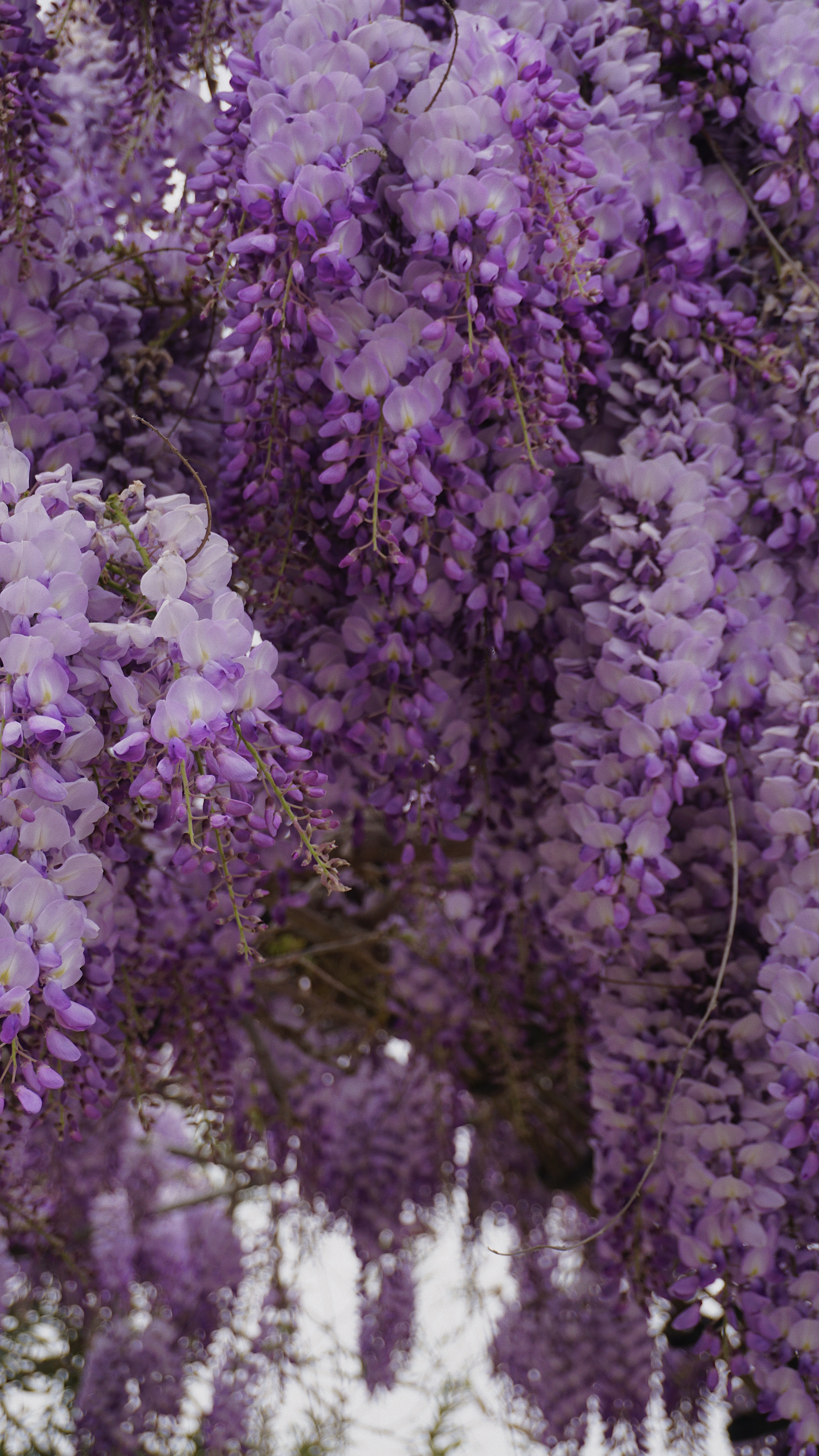 SX-WE 3D Wallpaper Century Old Wisteria Vine on a Windy India | Ubuy