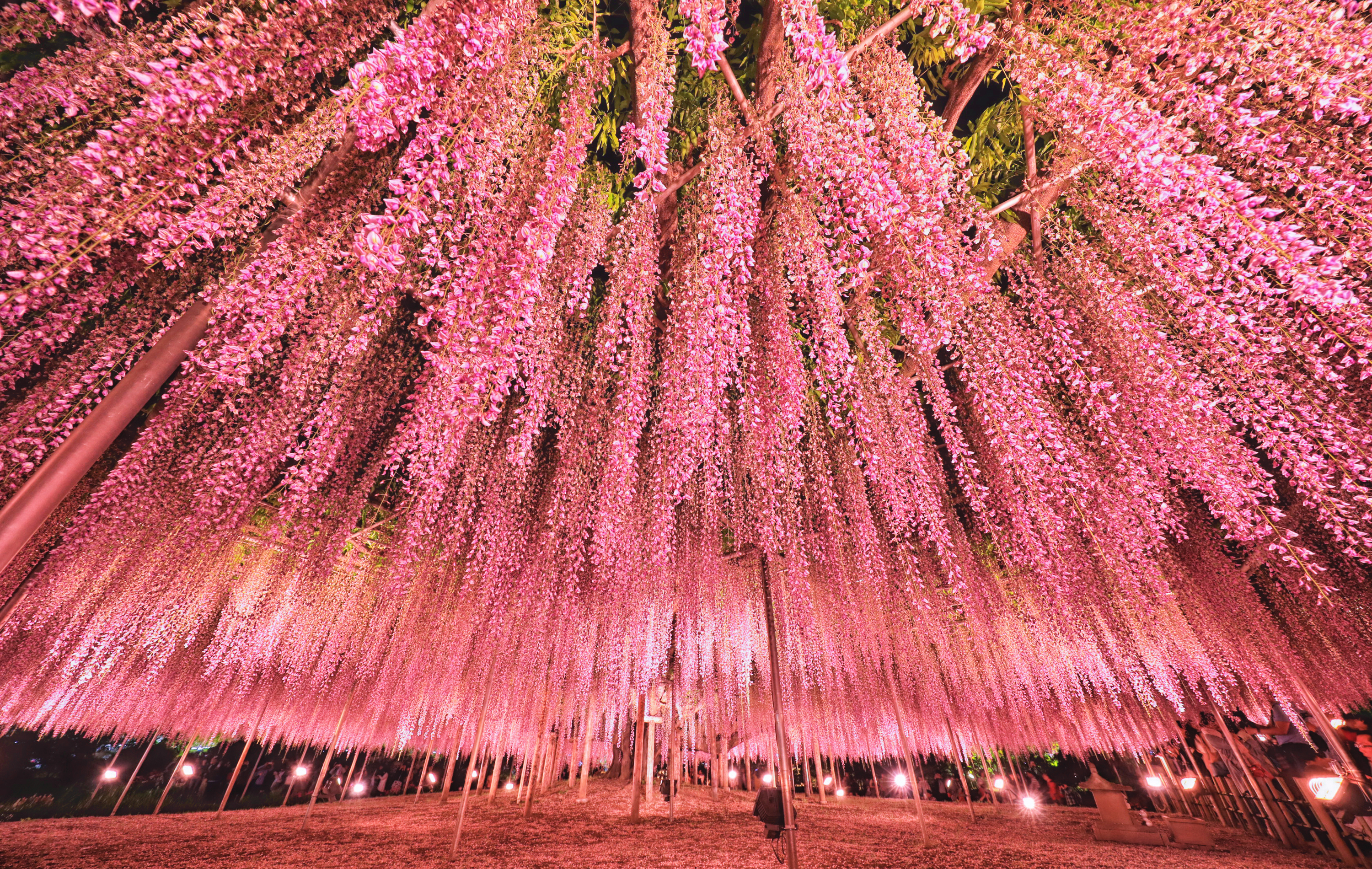 Wisteria Tree in Tokyo Park