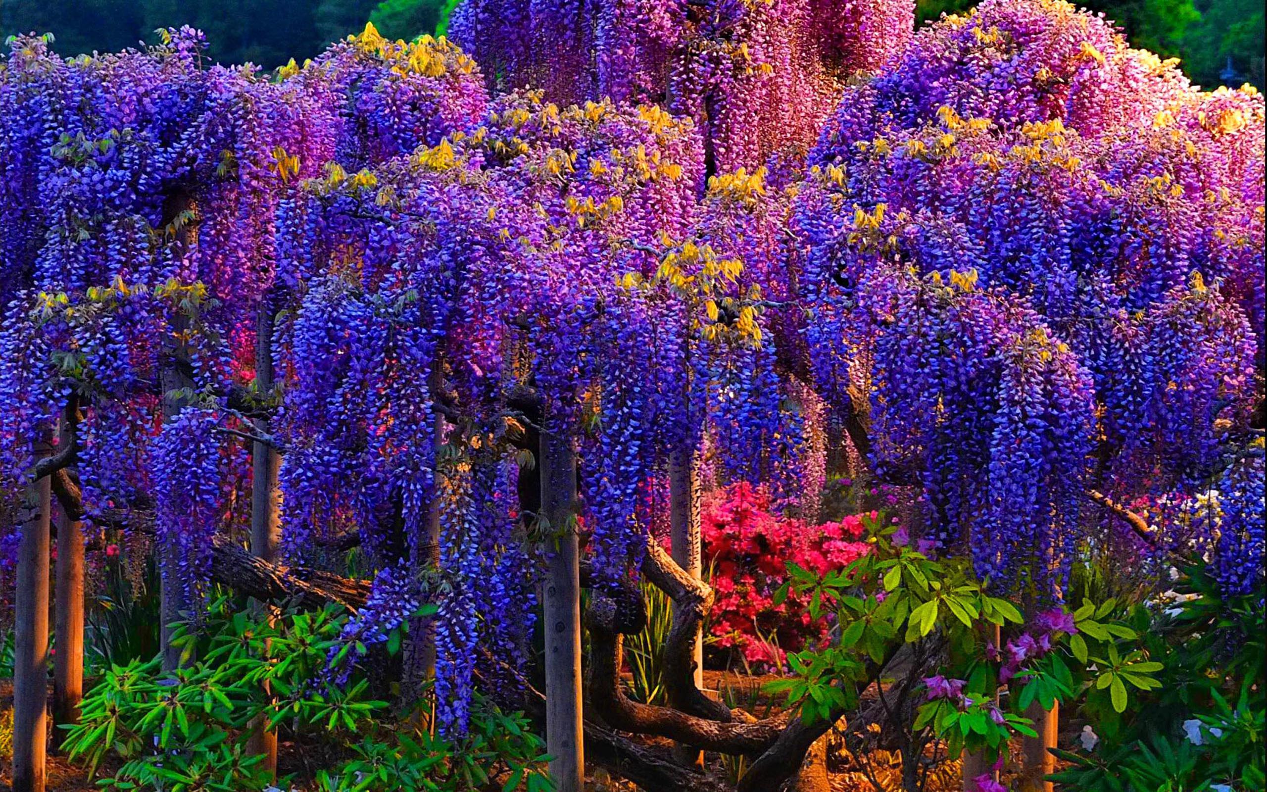 wisteria wallpaper, flower, plant, lavender, purple, botany