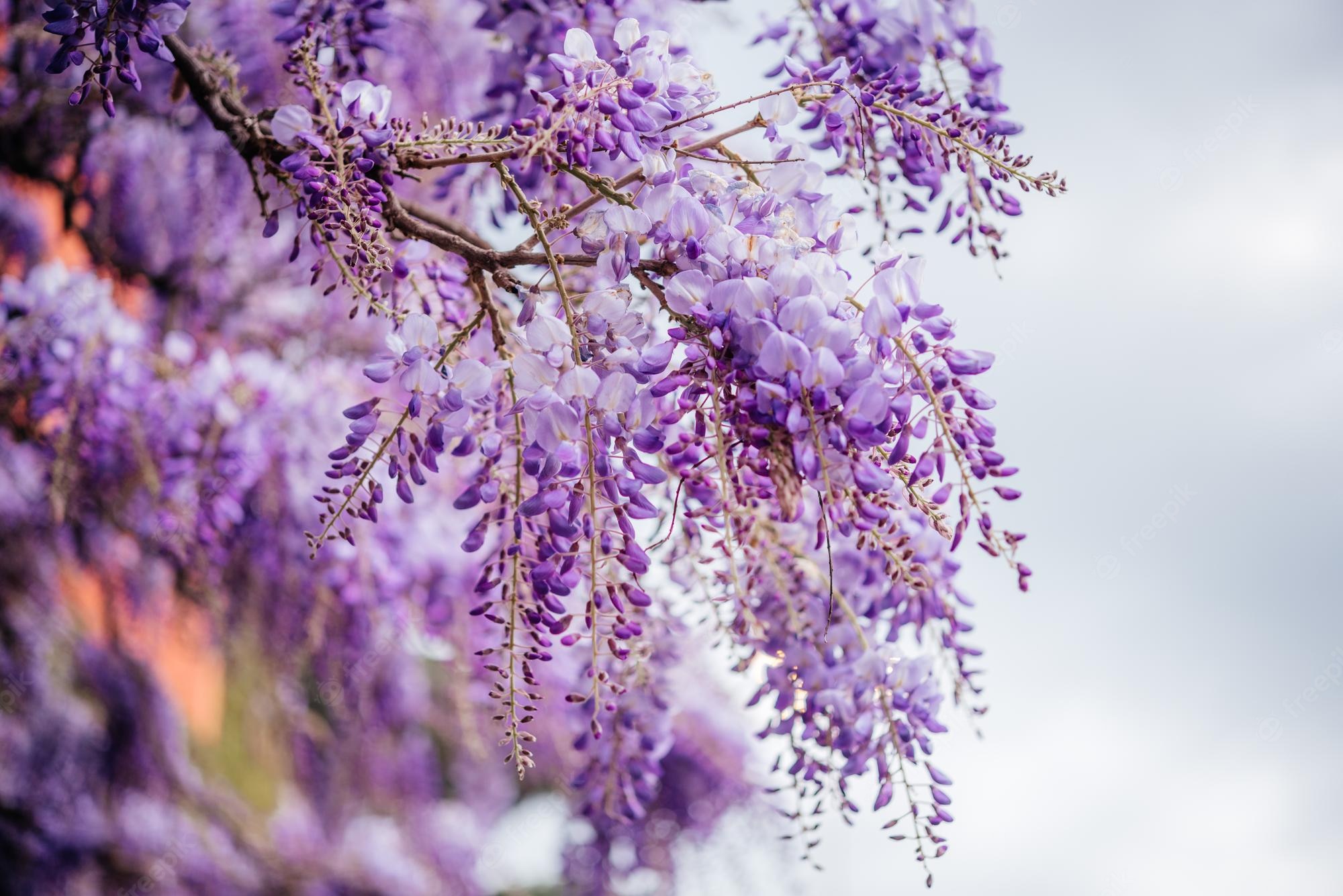 Wisteria Trees Wallpapers - Wallpaper Cave