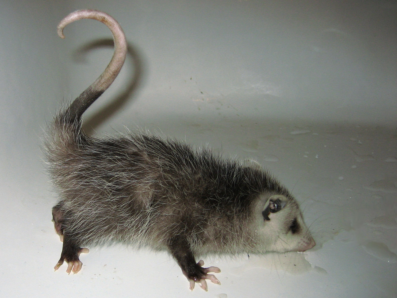 Cute Baby Opossum Photo Photographs Picture & Oppossum Image
