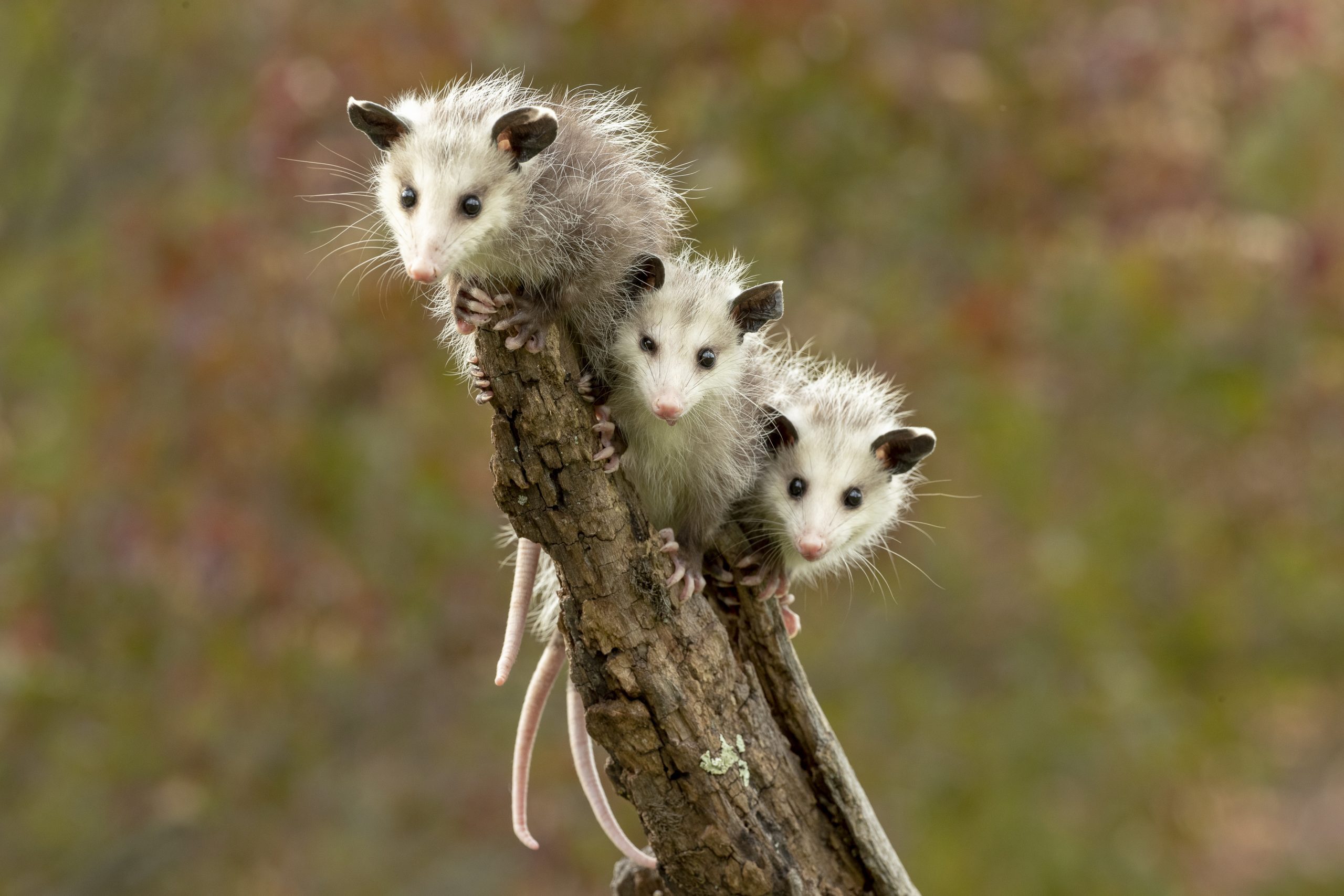 Cute Possum and Opossum Picture. Reader's Digest