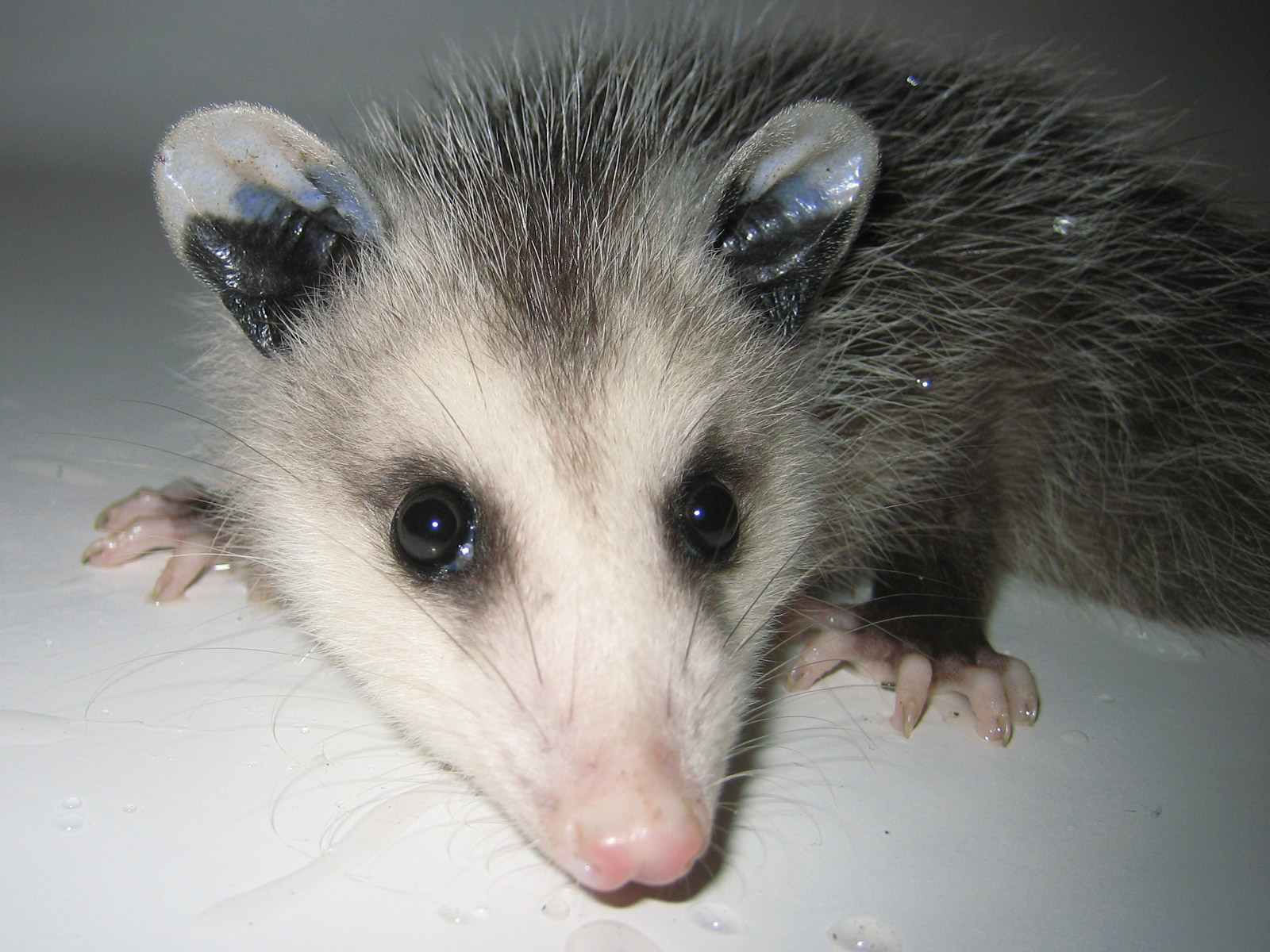 Cute Baby Opossum Photo Photographs Picture & Oppossum Image