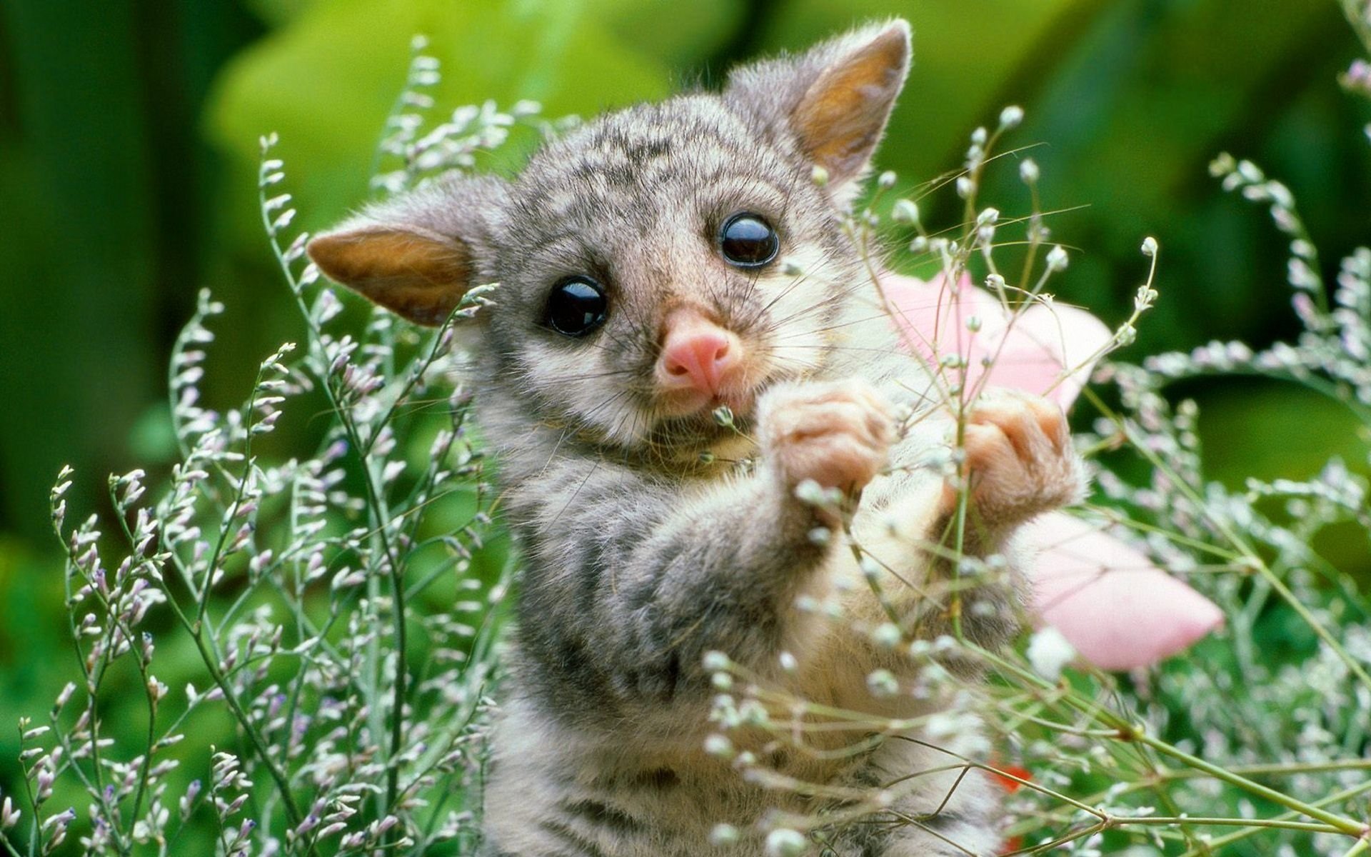 a baby opossum exploring a field of flowers