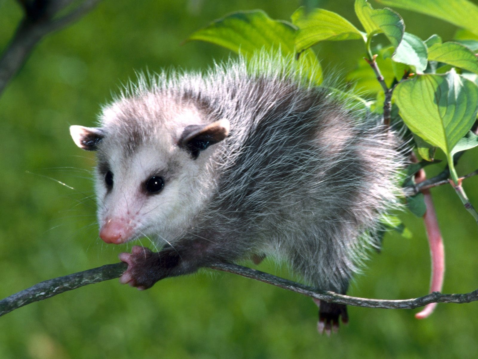 Baby Possum Wallpaper