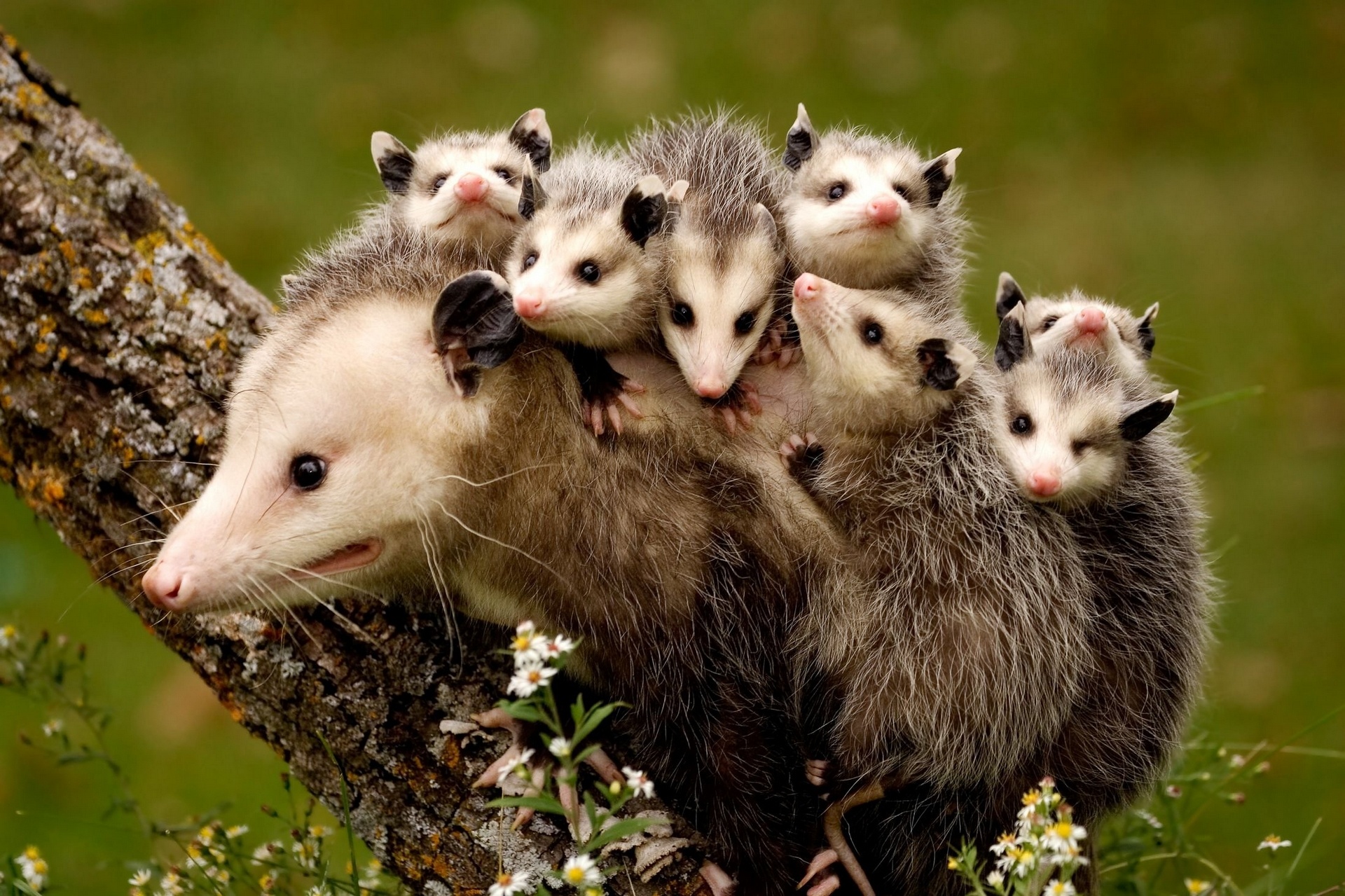 Opossum cubs motherhood wallpaperx1279