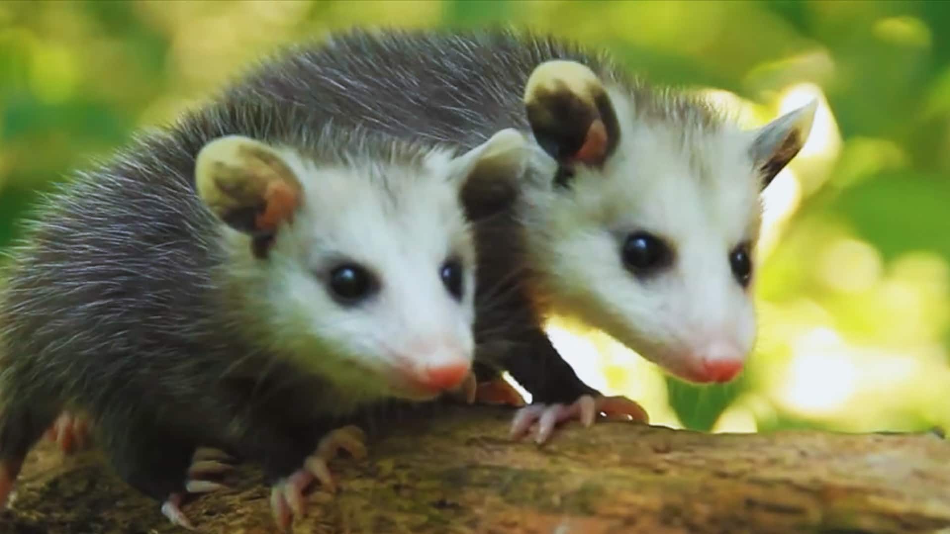 Opossums: These misunderstood marsupials clean up our yards and even help fight Lyme disease. Nature of Things