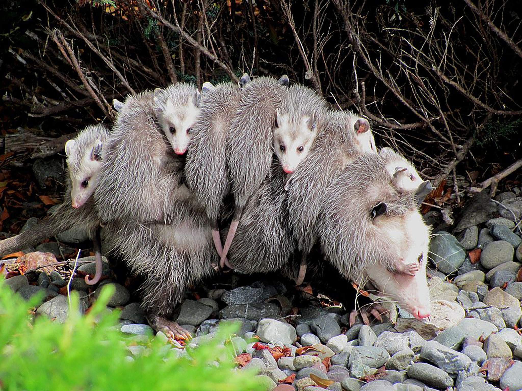 things you don't know about the opossum