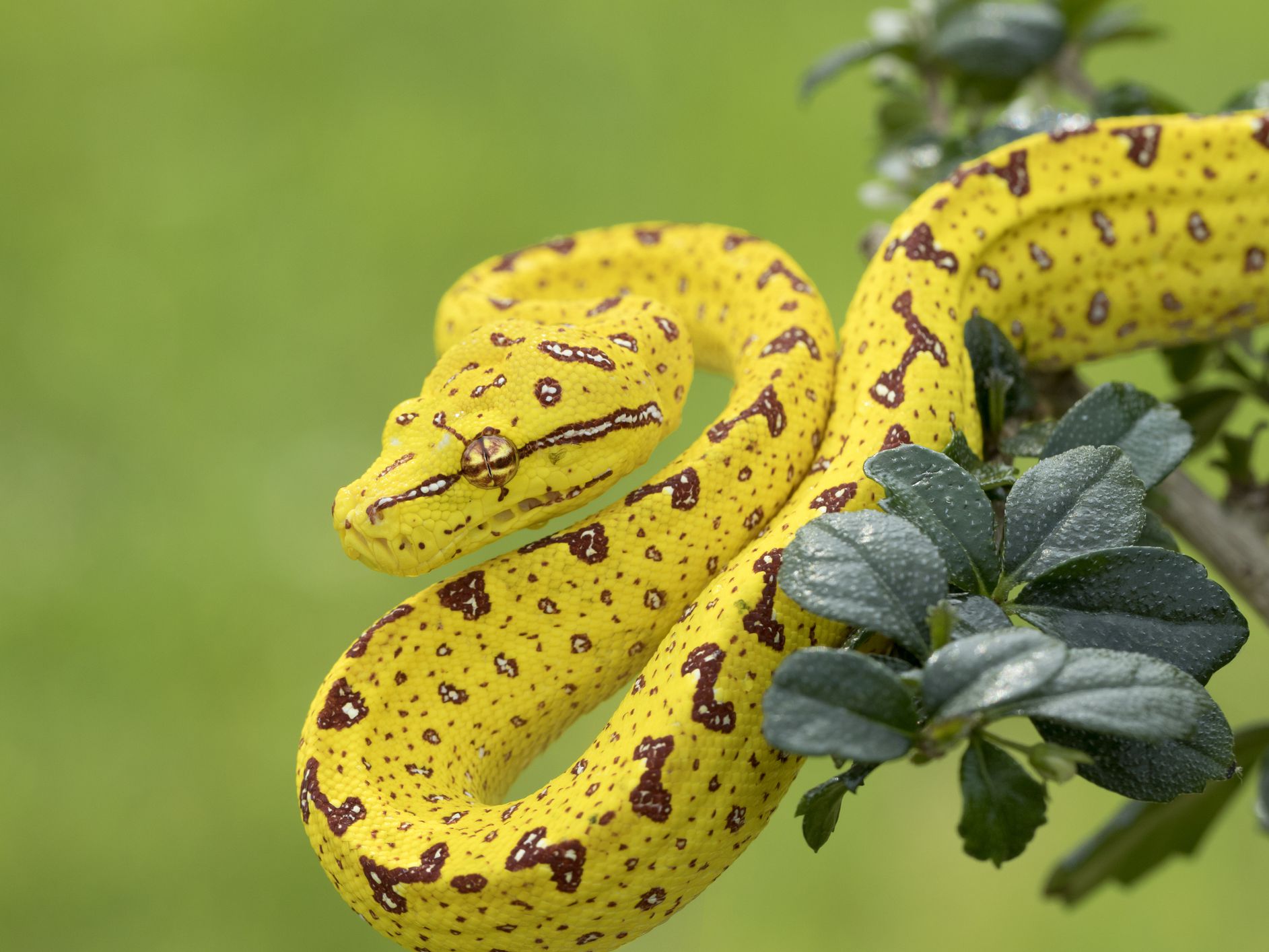 Gorgeous Snake Species Around the World