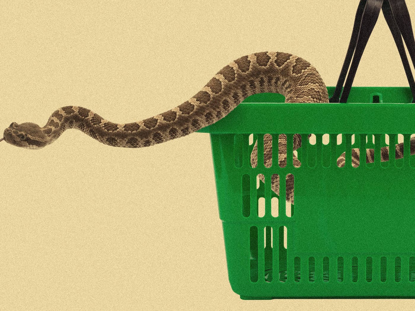 It's Easy to Buy a Snake in Texas. Maybe Too Easy
