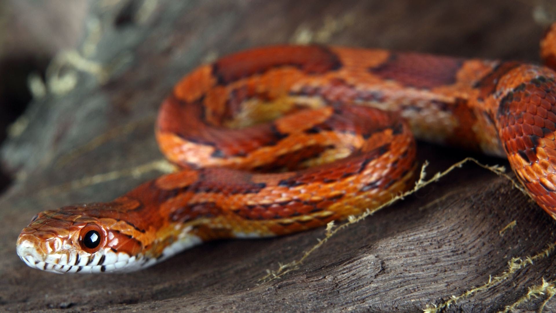 Best Snakes for Beginner Snake Owners