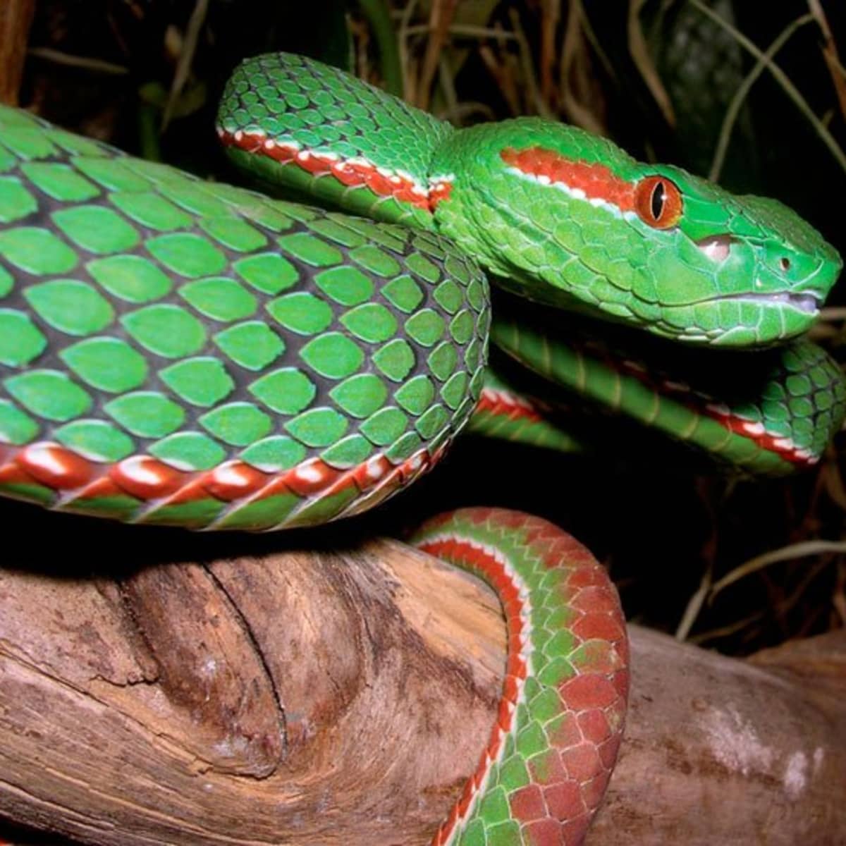 Most Beautiful Snakes in the World