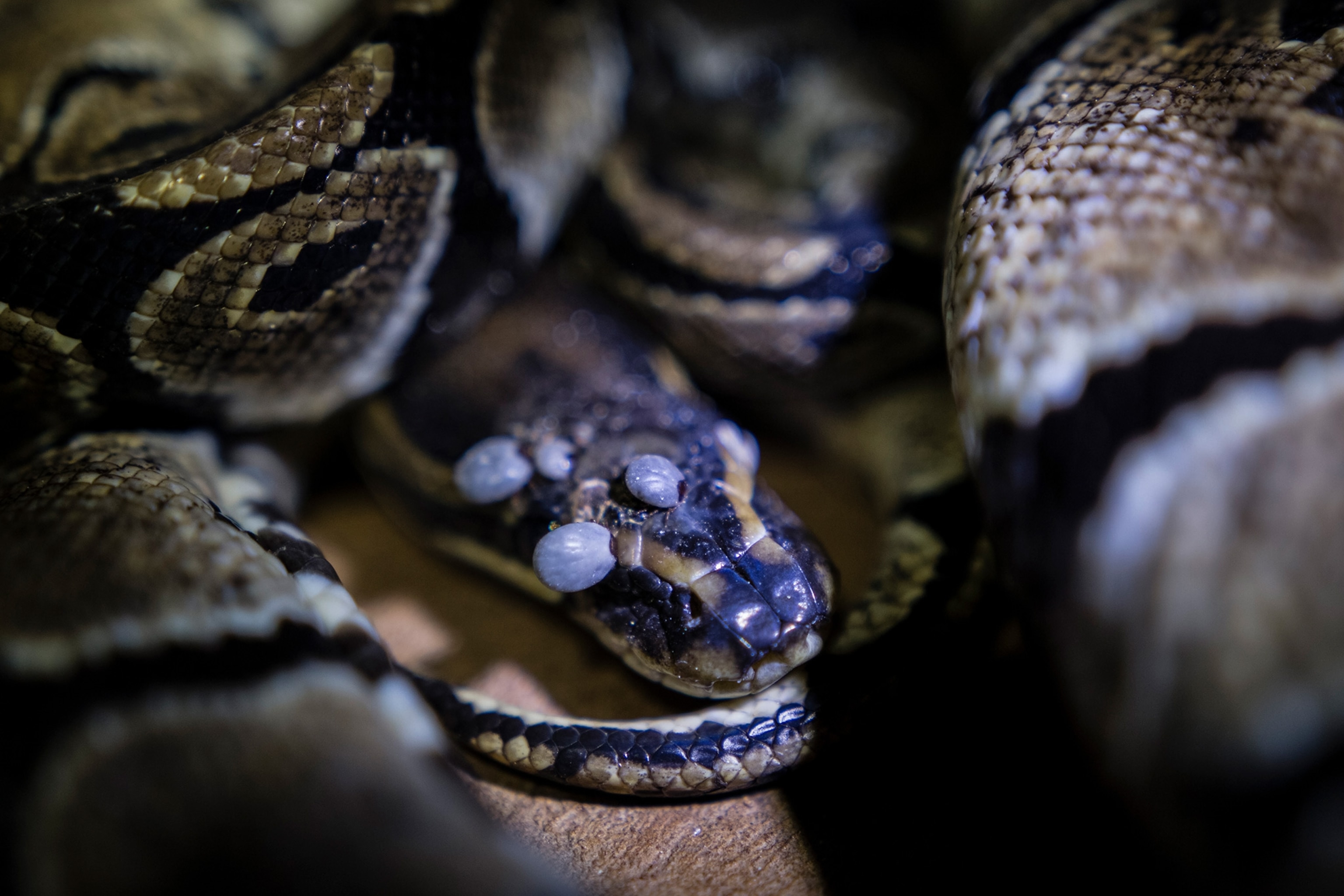 Exports of ball pythons from Togo raise questions about exotic pet trade