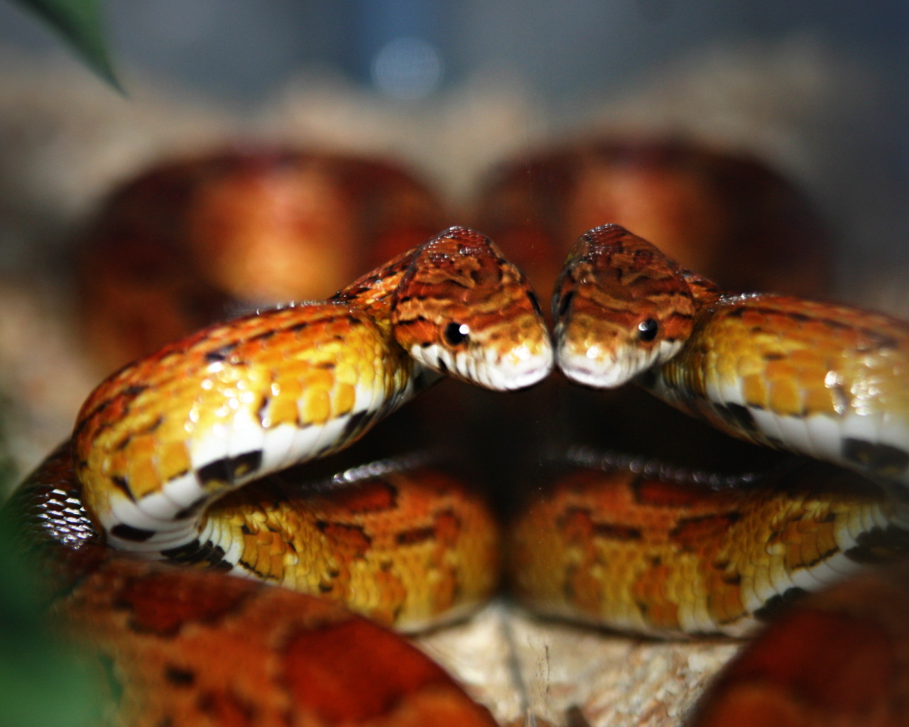 Corn Snake Picture & Facts