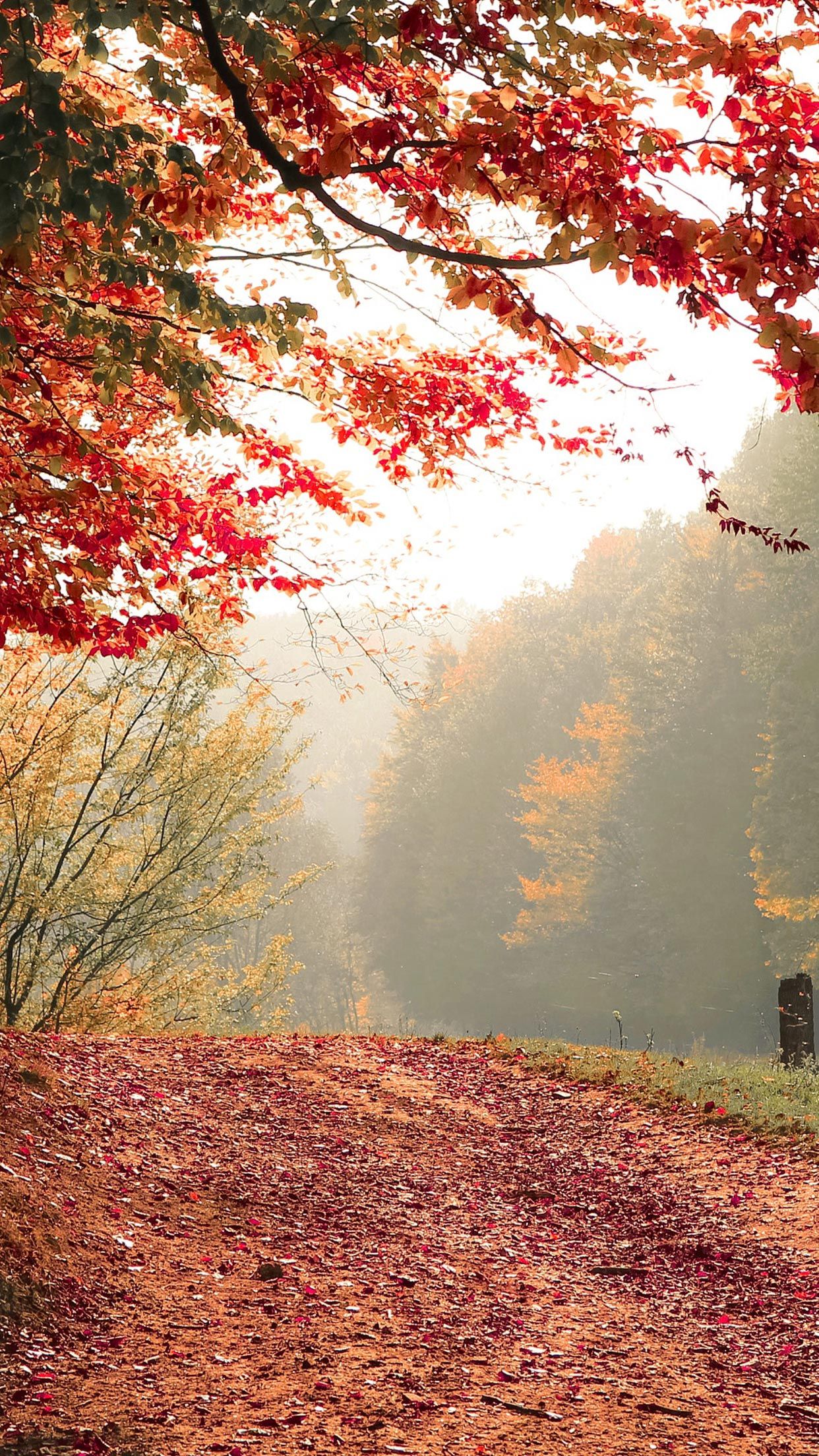 Fall iPhone XS Wallpaper Autumn Background. Landscape photography nature, Landscape wallpaper, Landscape photography