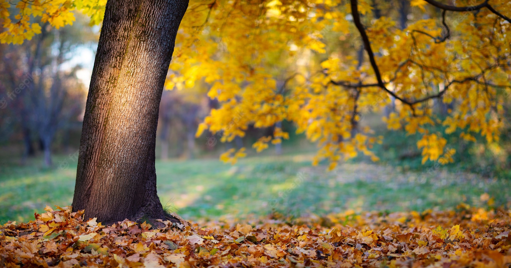 Premium Photo. Beautiful autumn landscape panorams with yellow trees and sun rays, colorful foliage in the park, autumn falling leaves natural background