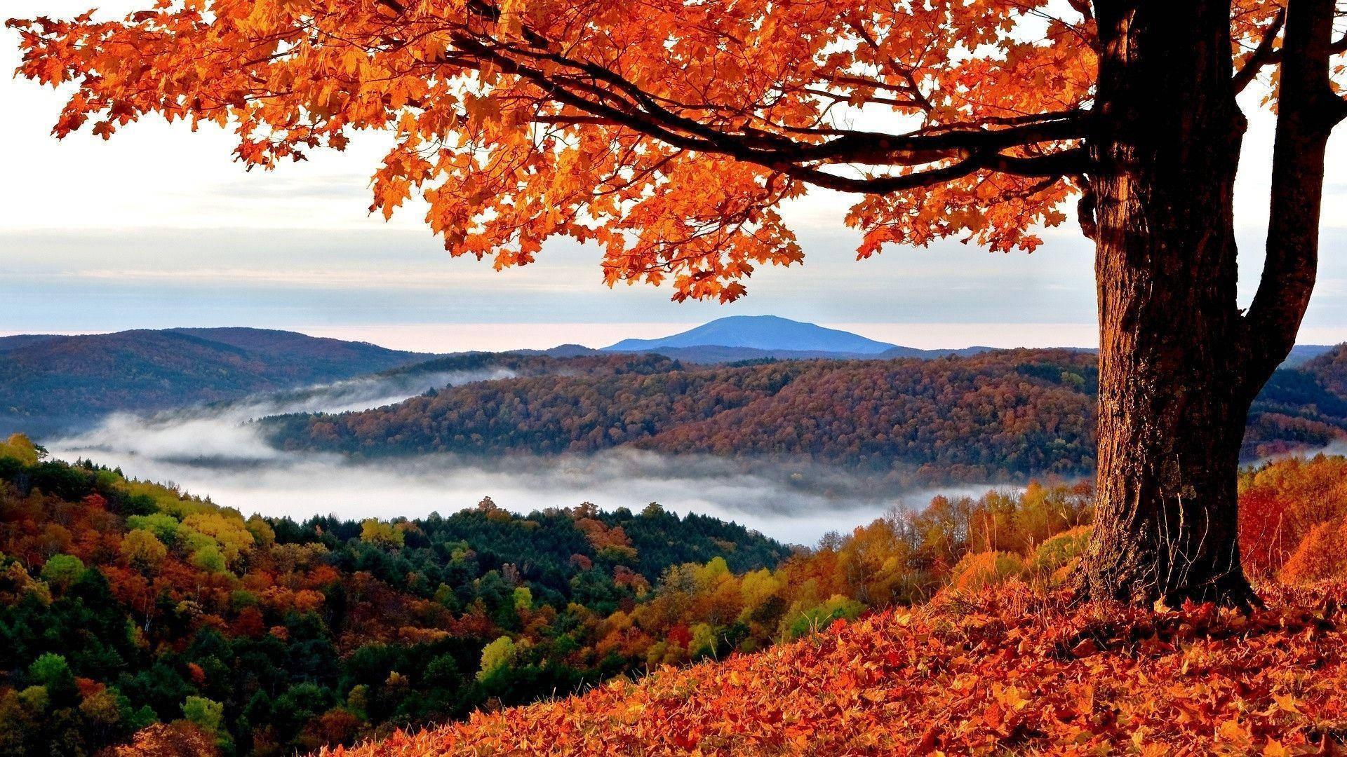 Download Autumn Red Maple Tree Landscape Wallpaper