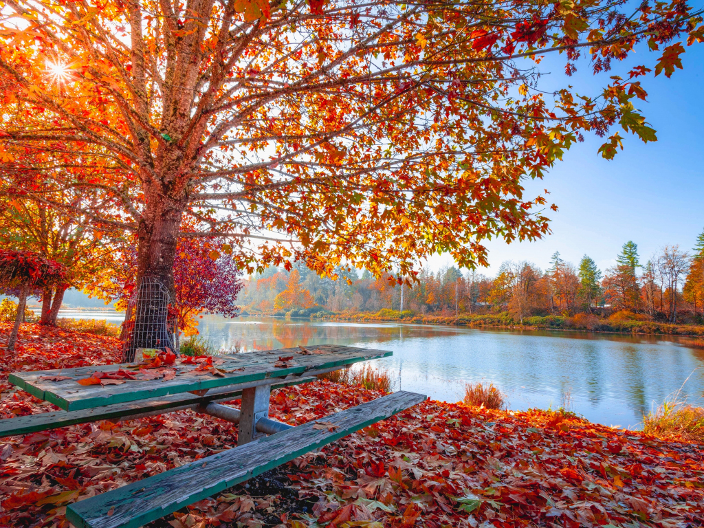 Autumn, fall, maple tree, foliage, autumn, leaves, sunny day, lakeside wallpaper, HD image, picture, background, 9debaf