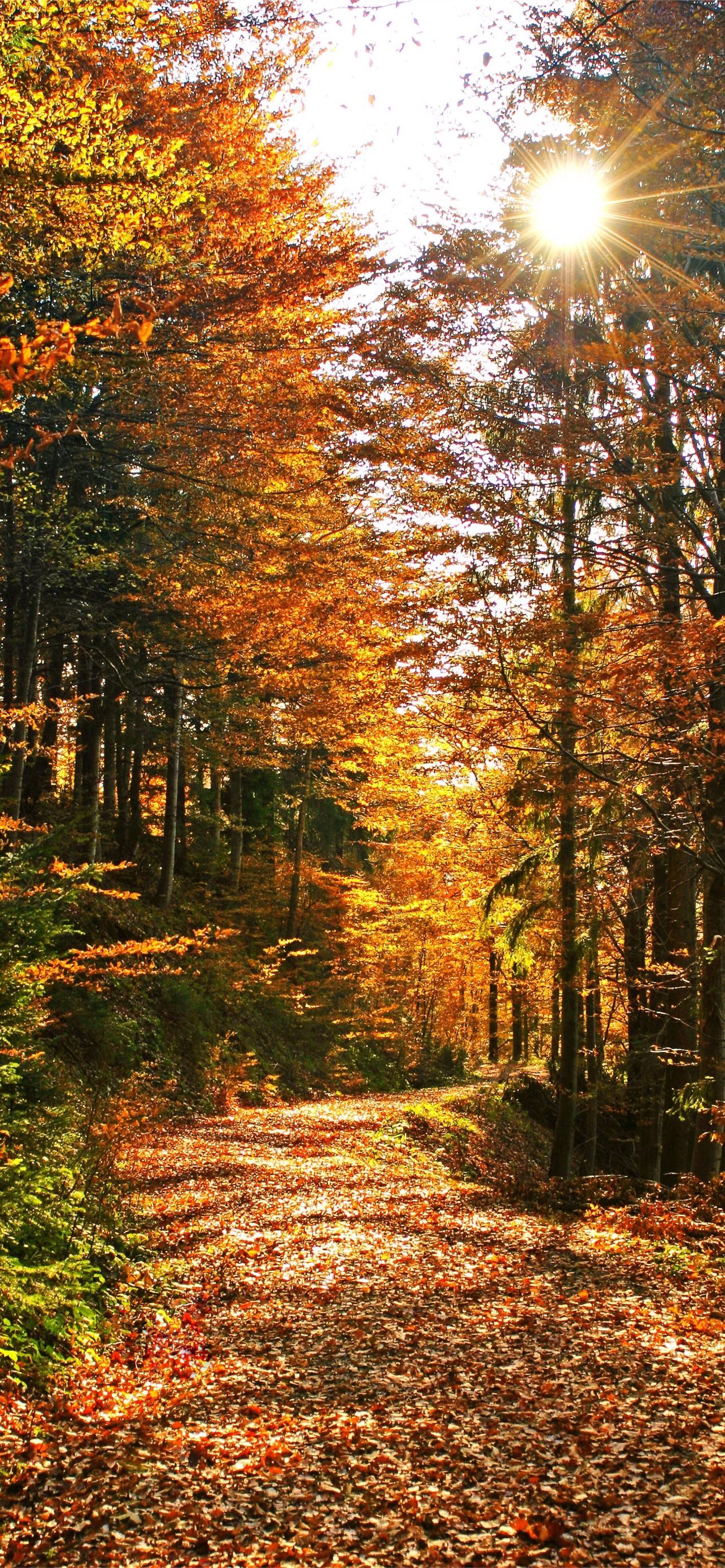 iPhone 13 Pro Autumn Wallpapers - Wallpaper Cave