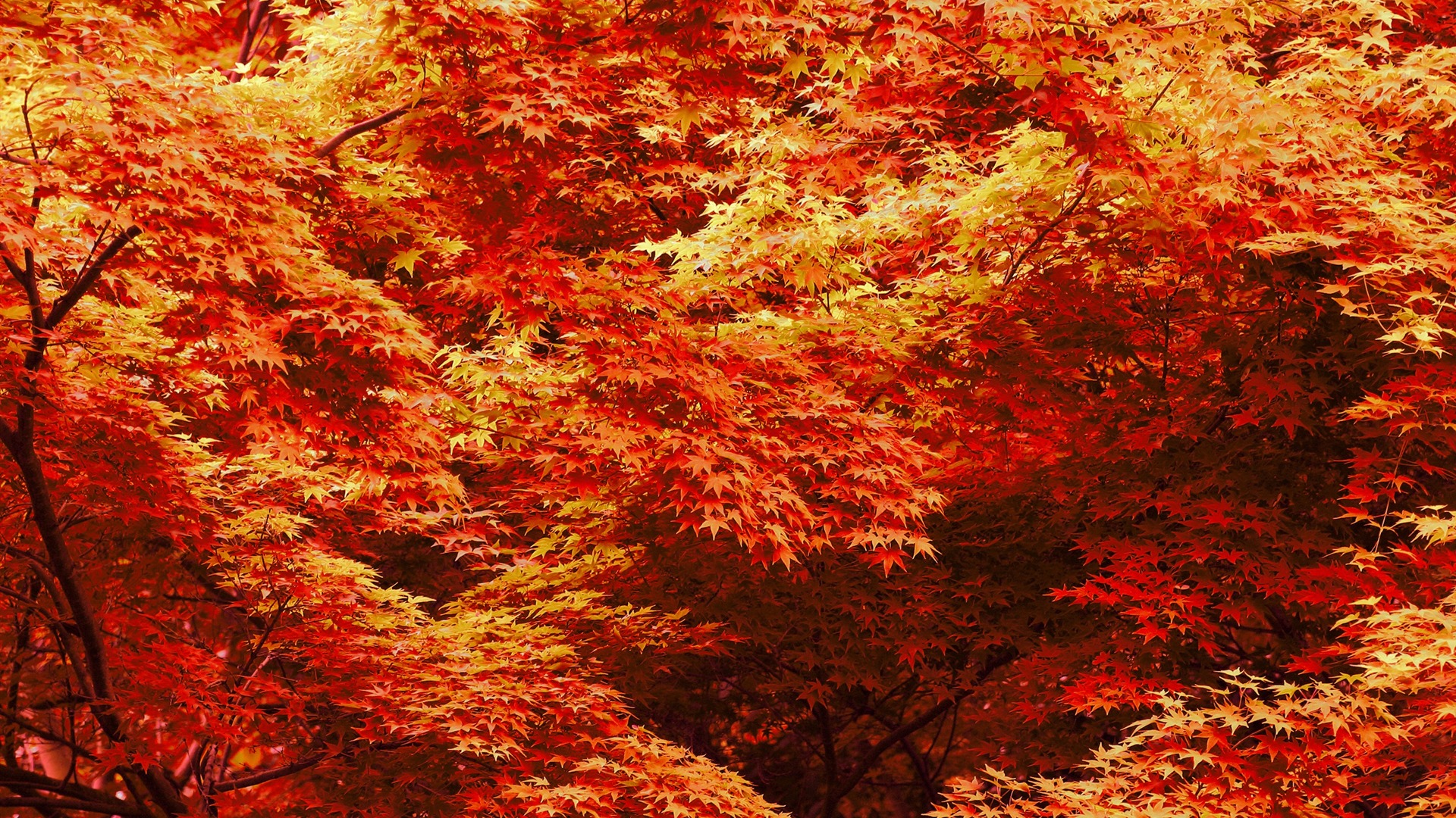 Japanese Maple Trees Autumn Landscape Desktop Wallpaper