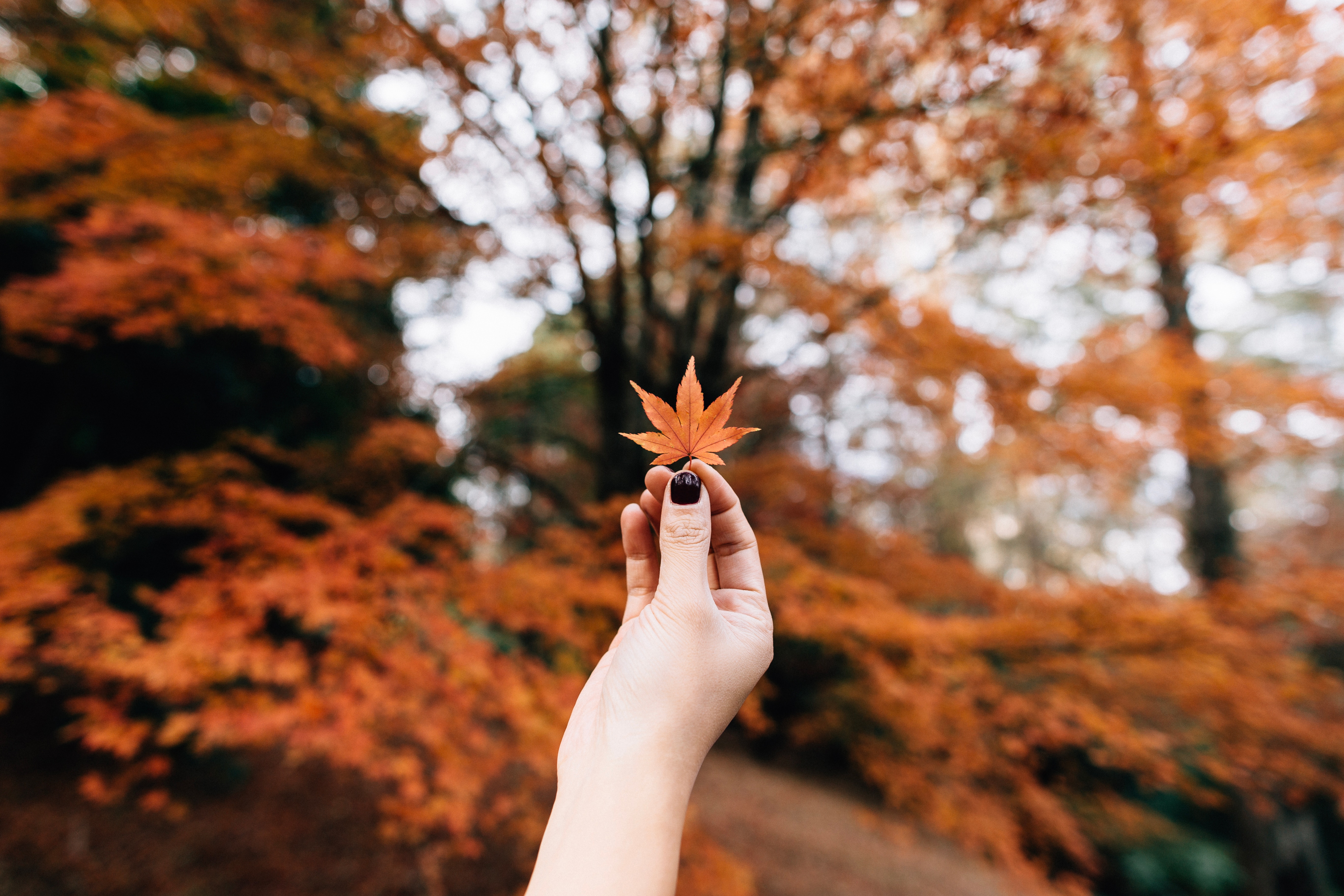 5472x3648 fall, moody, hold, depth of field, nature, orange, hand, garden, holding, fall background, leafe, tree, fall wallpaper, blur, autumn, Public domain image, season, red, bokeh, leaf Gallery HD Wallpaper