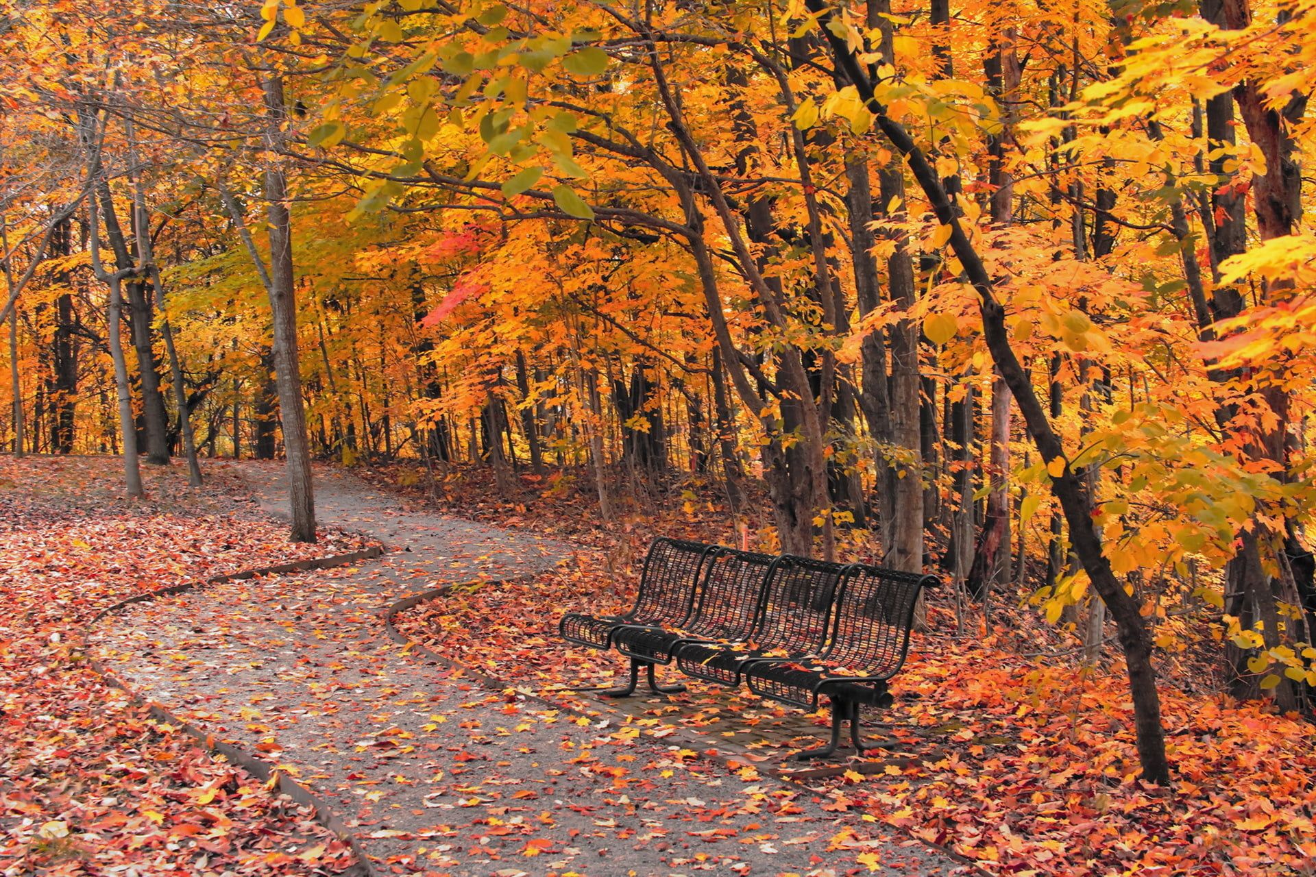 maple trees #autumn the city #Park #bench P #wallpaper #hdwallpaper #desktop. Maple tree landscape, Maple tree, Landscape trees