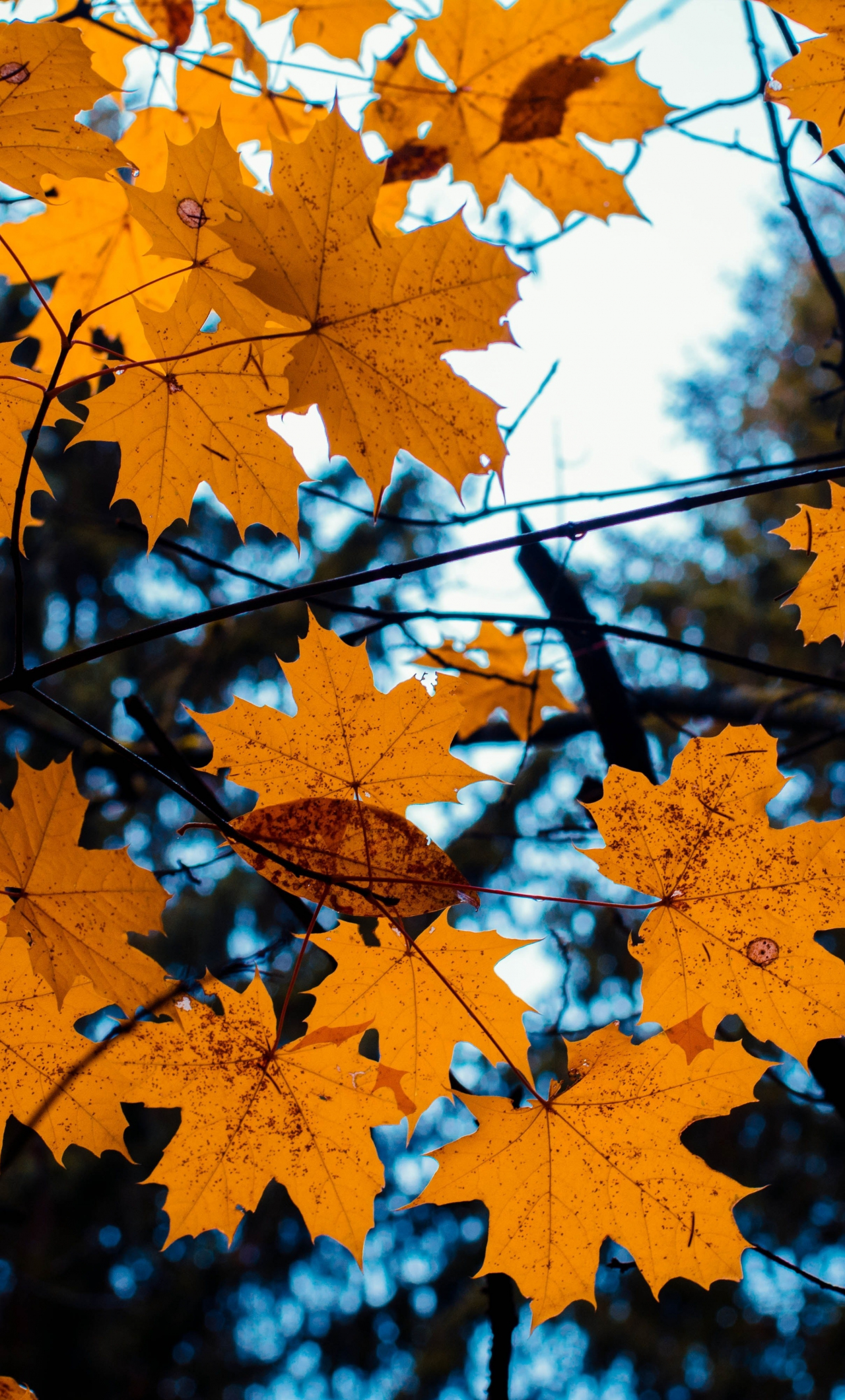 Download maple, leaves, yellow, tree branch, autumn 1280x2120 wallpaper, iphone 6 plus, 1280x2120 HD image, background, 4386